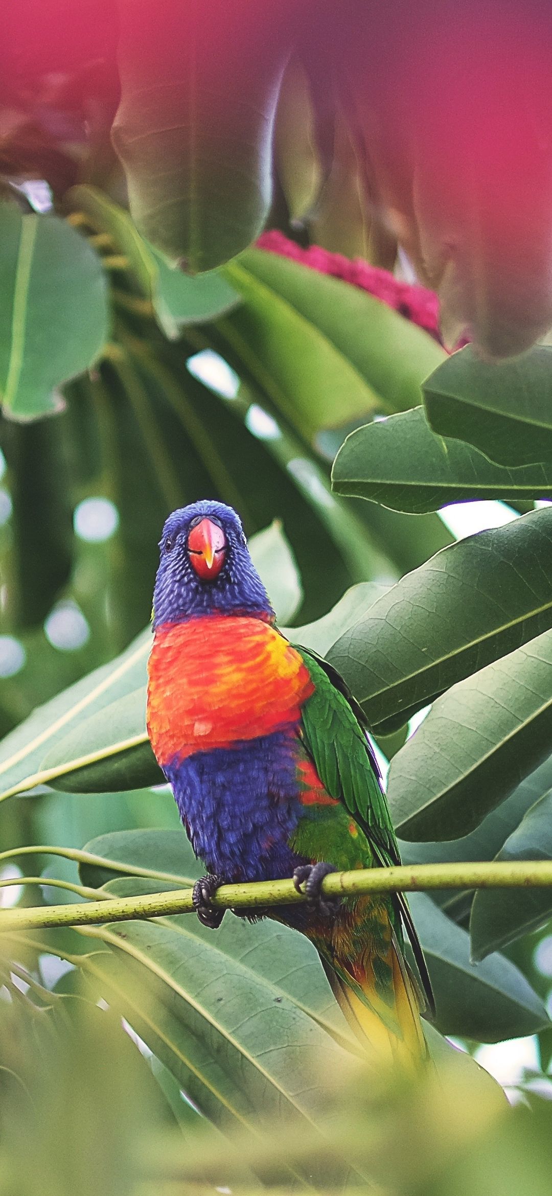 Animal Rainbow Lorikeet (1080x2340) Wallpaper