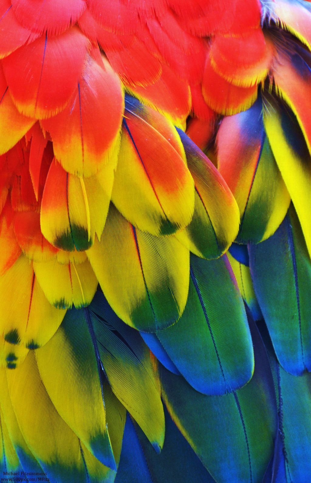 Free download Macaw Feathers Rainbow Rainbow` Parrot feather