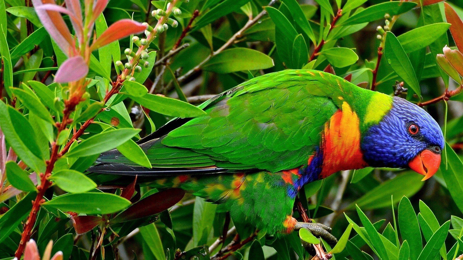 multicolor, Birds, Animals, Tropical, Parrots, Rainbow, Lorikeet Wallpaper HD / Desktop and Mobile Background