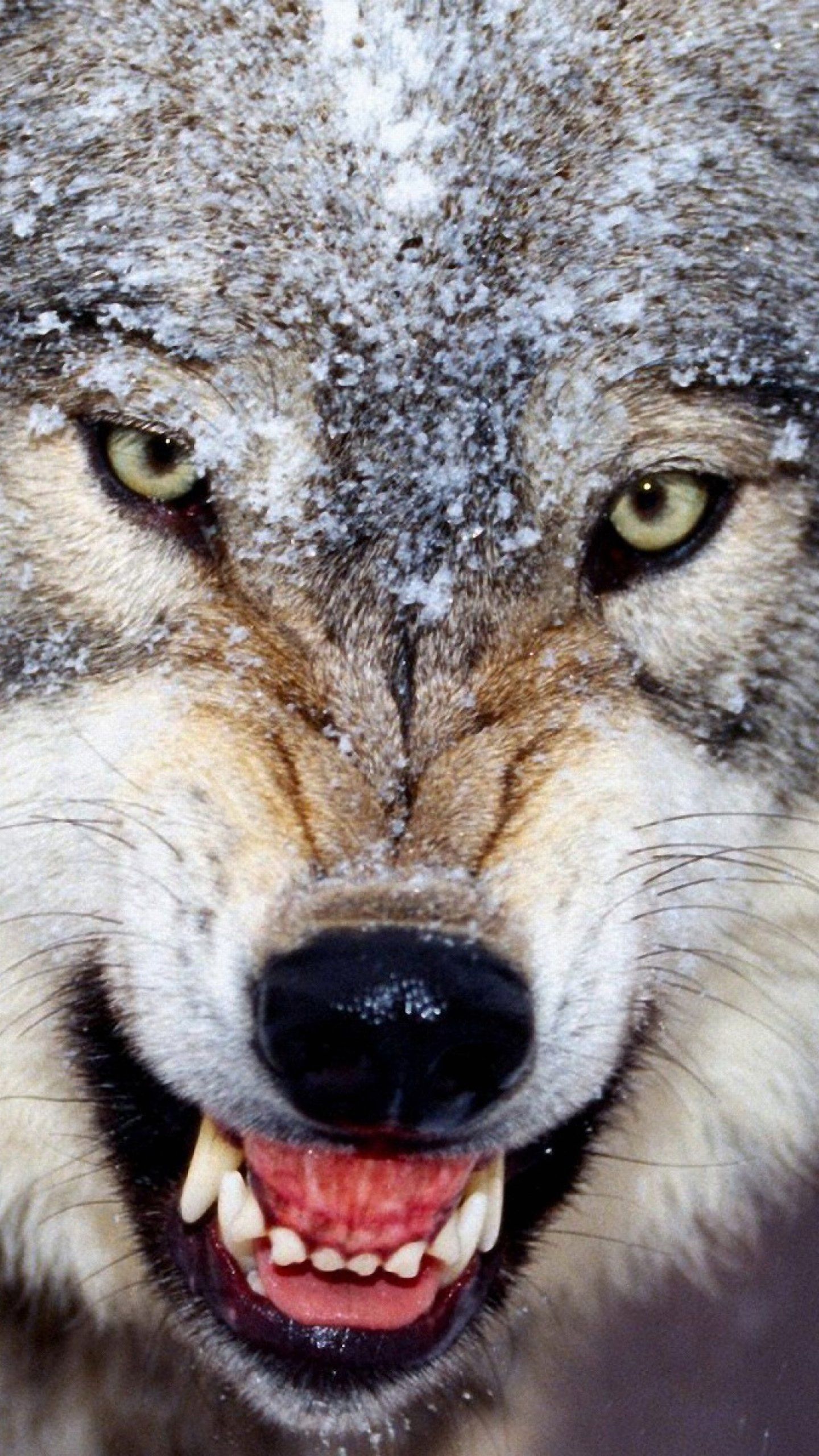 Angry Wolf HD desktop wallpaper Fullscreen Mobile