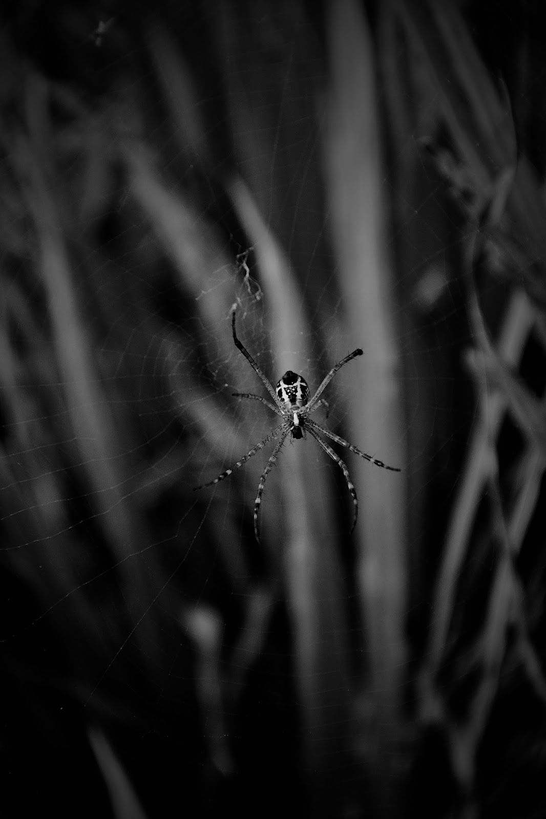 VeNSarA PhotoGraphY: Black Spider Net. Wallpaper. Black