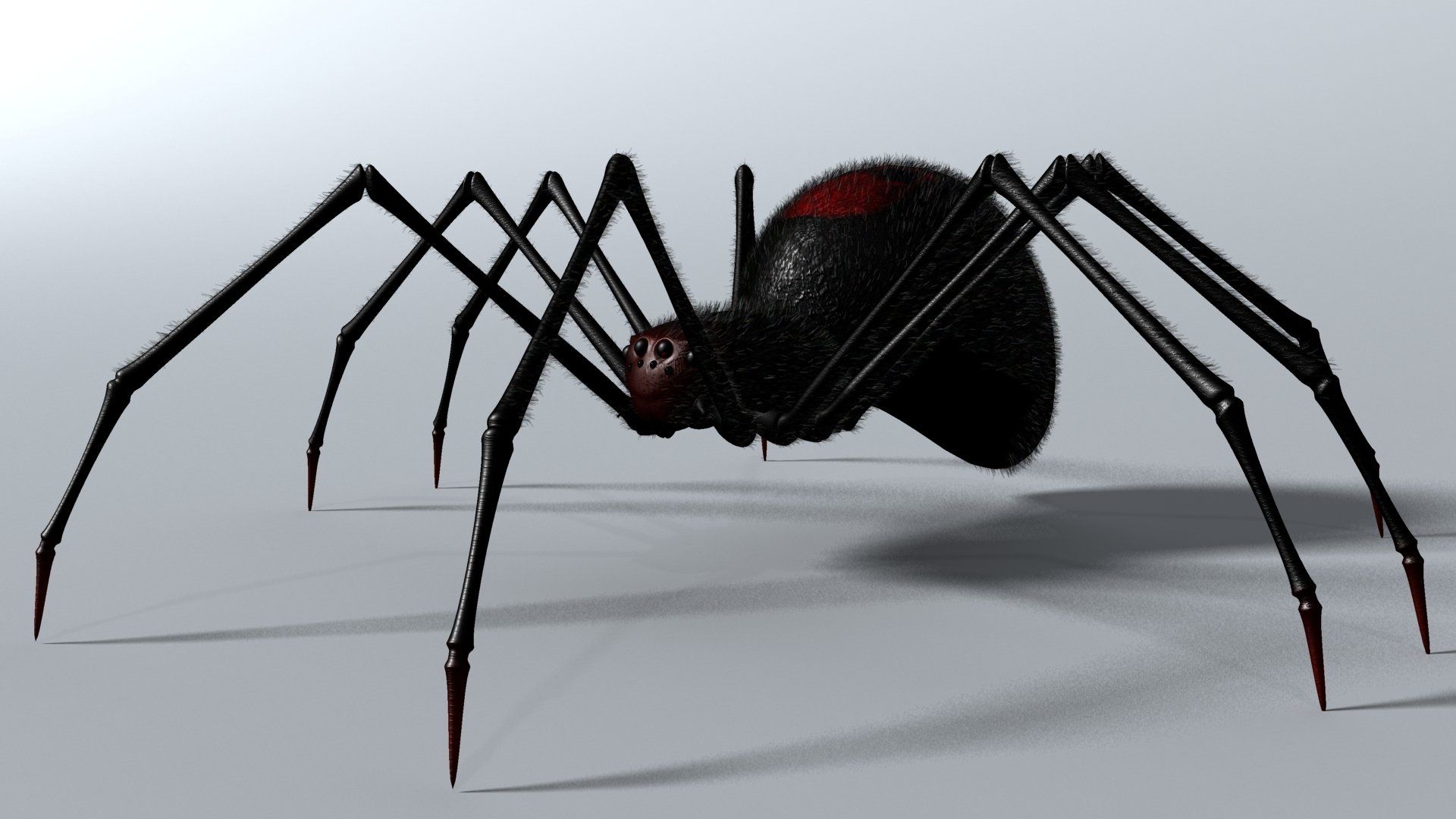 Black Spider HD Wallpaper