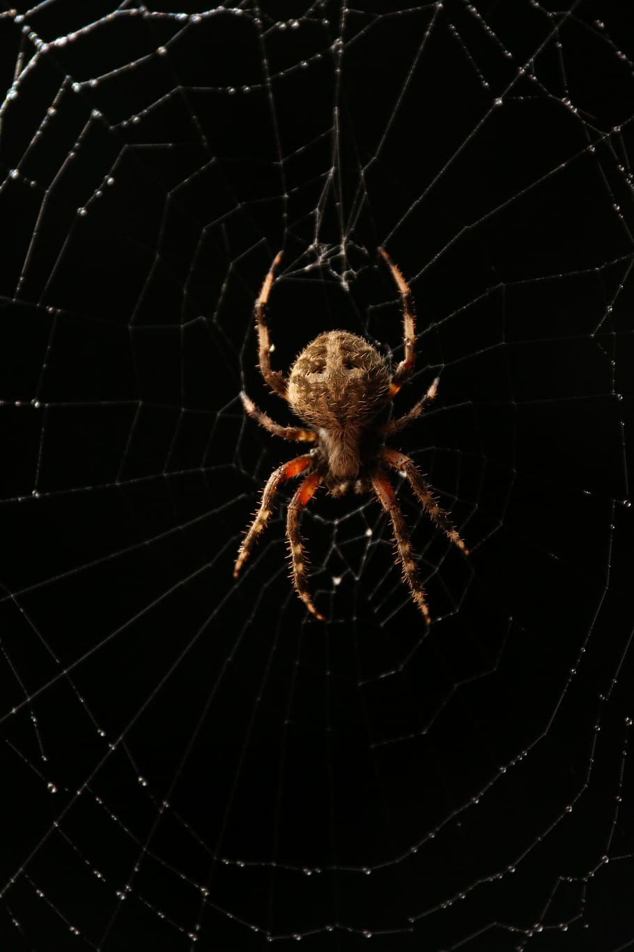 HD wallpaper: Spider, Web, Black, Spider, Spider Web, Web, Bug