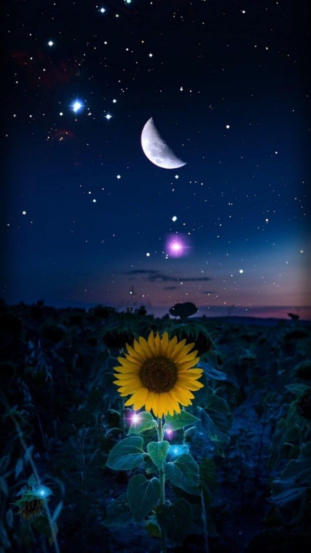 Starry night wallpaper, Sunflower .com
