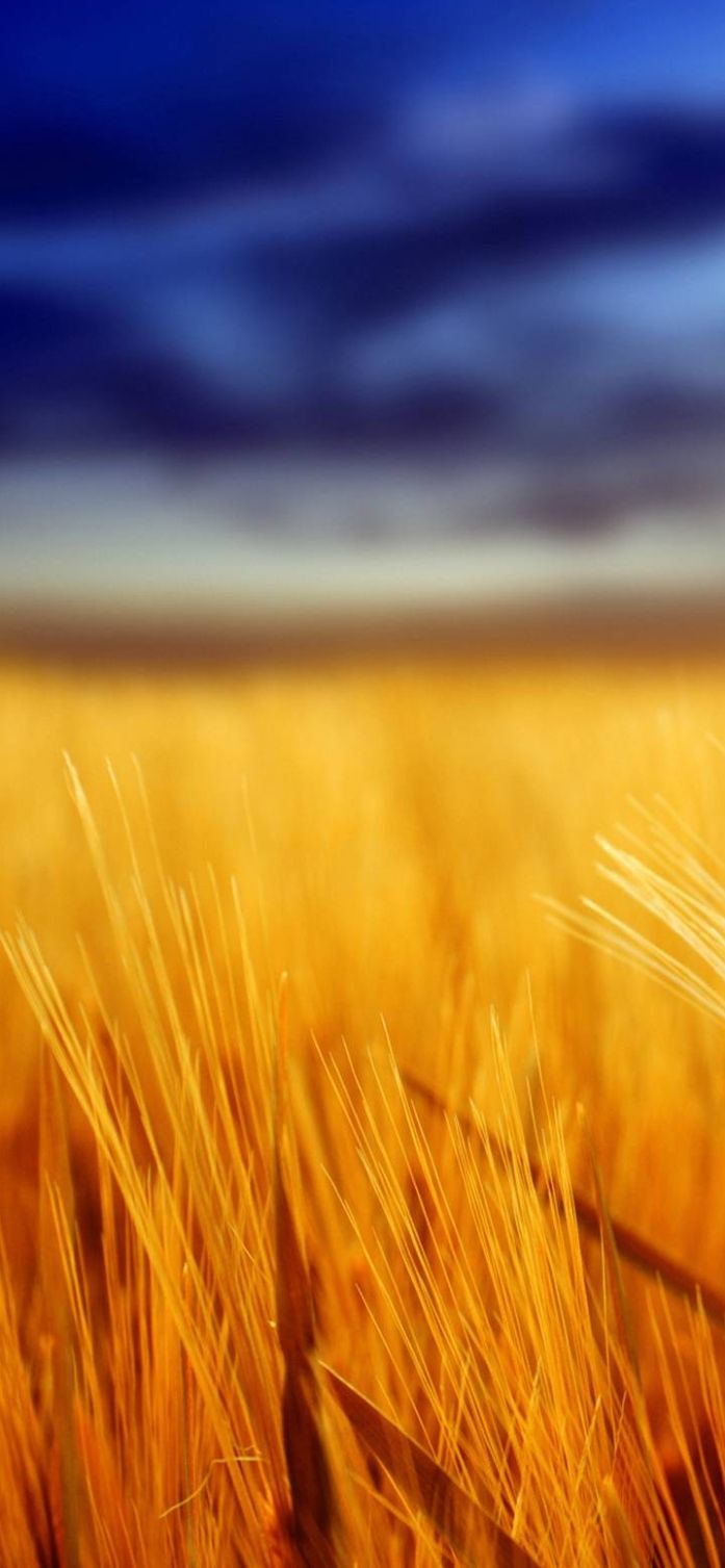 Vivo V17 Pro Wallpaper Download