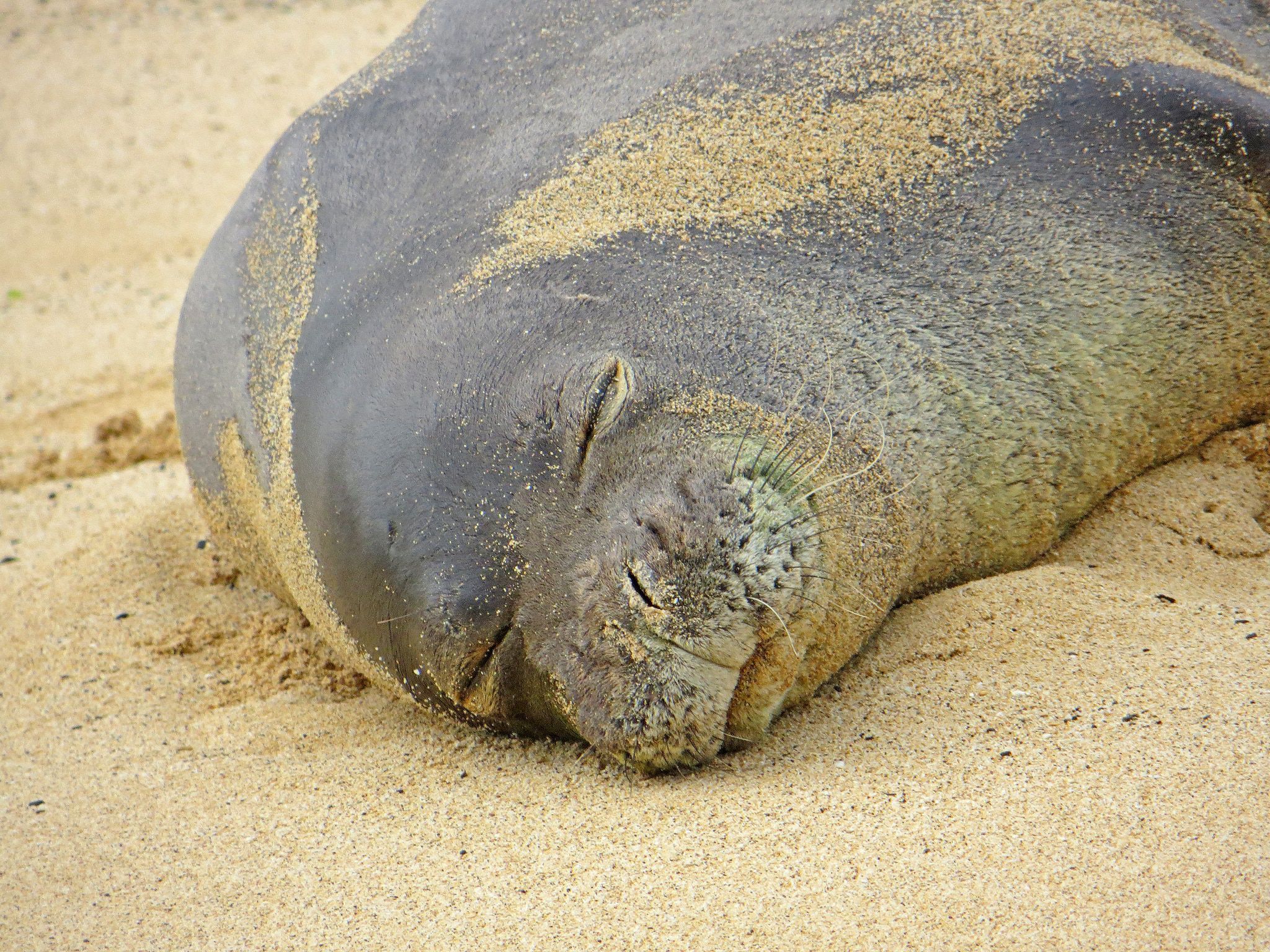 Do not disturb' the monk seals, warn Hawaiian signs. Alabama