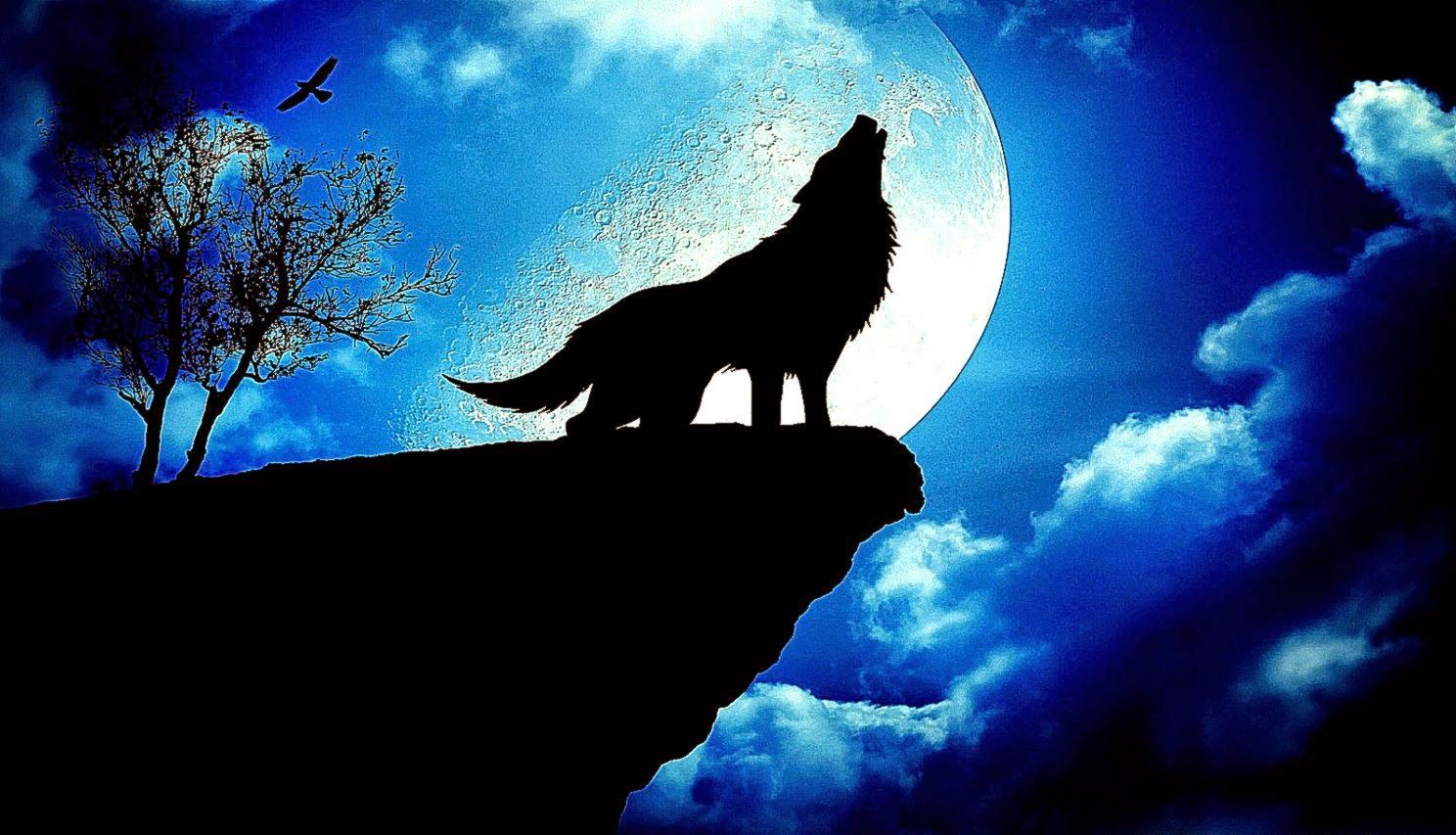 Free download Blue Wolf Best HD Wallpaper Quality