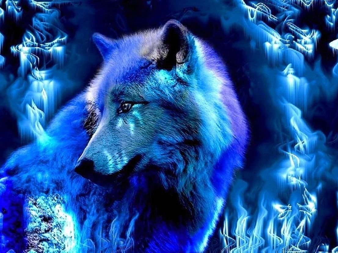 Blue Wolf HD Wallpaper