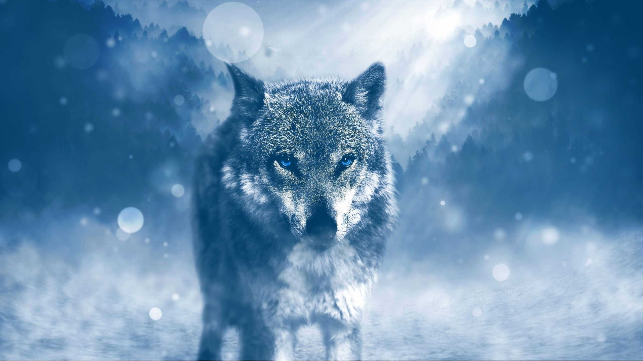 Blue Wallpaper Wolf