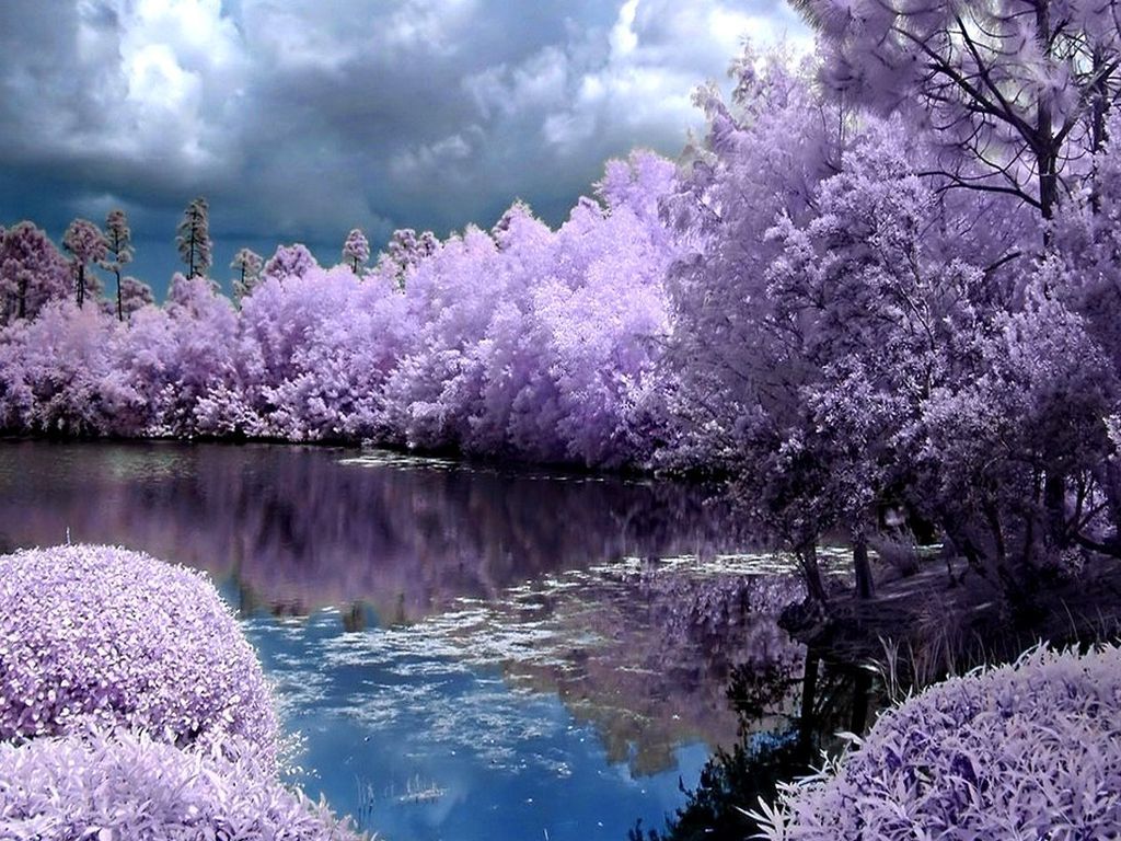 spring screensavers background. Ventube.com Purple Spring New