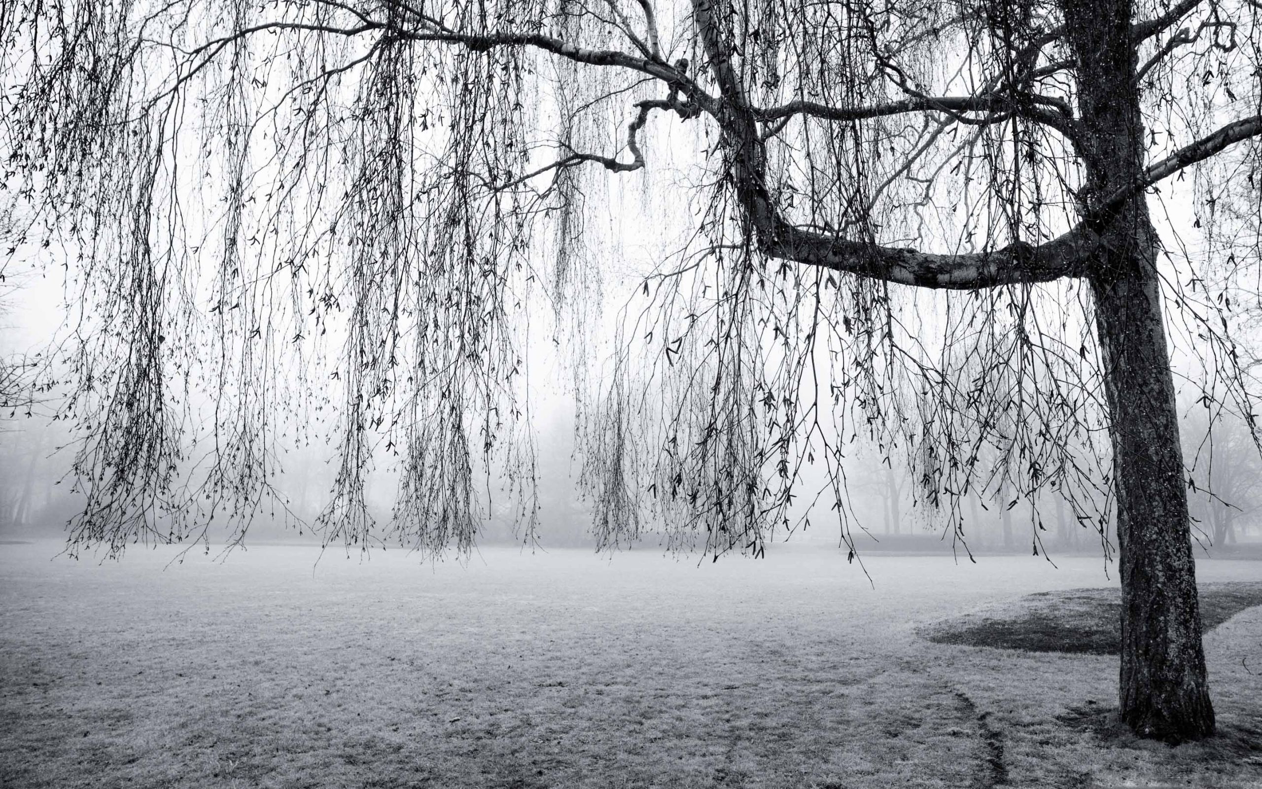 Spring Mist Black And White Mac Wallpaper Download