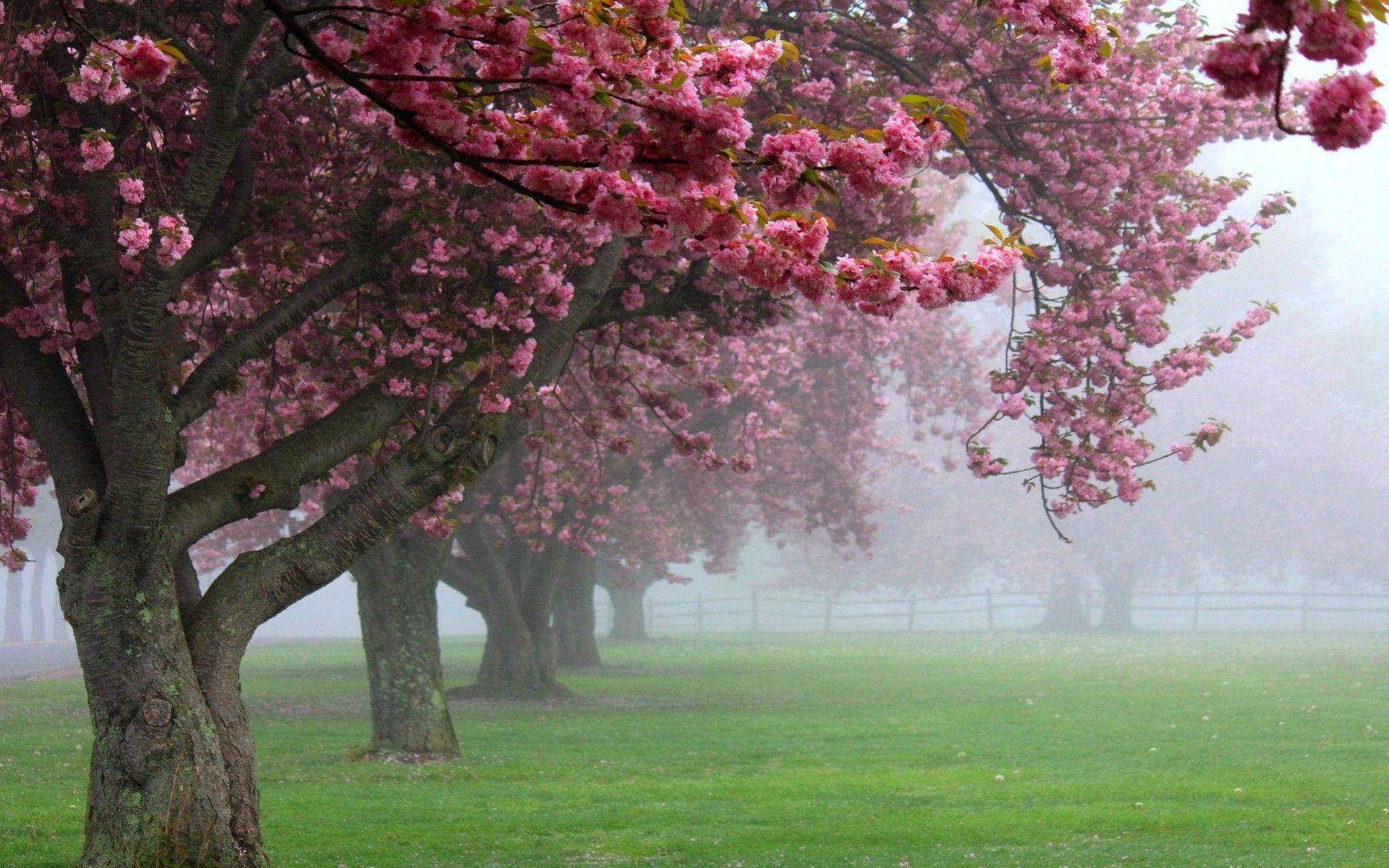 Spring Mist Wallpapers - Wallpaper Cave