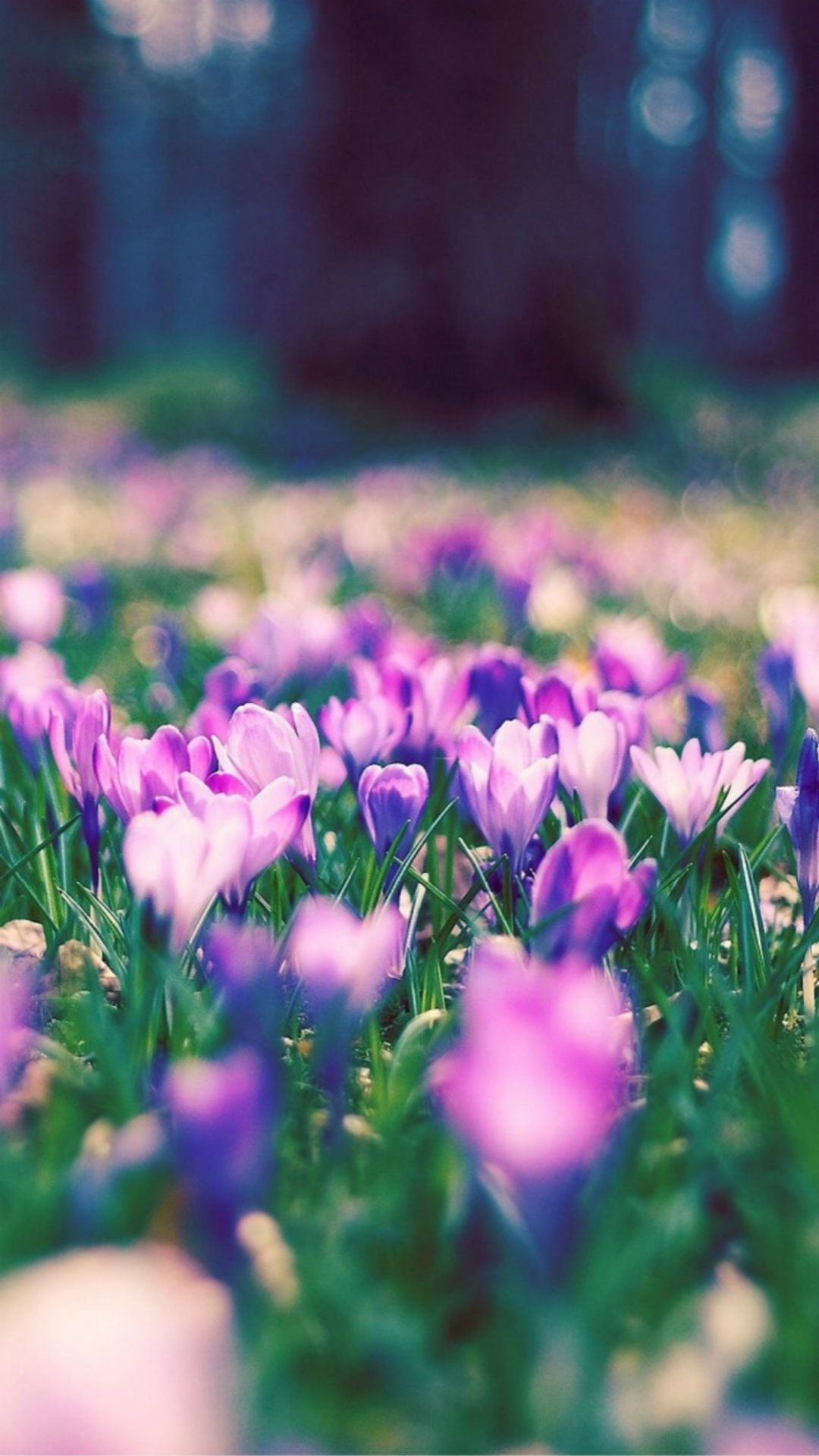 Nature Spring Purple Blossom Flower Garden Bokeh iPhone 8 Wallpaper Free Download