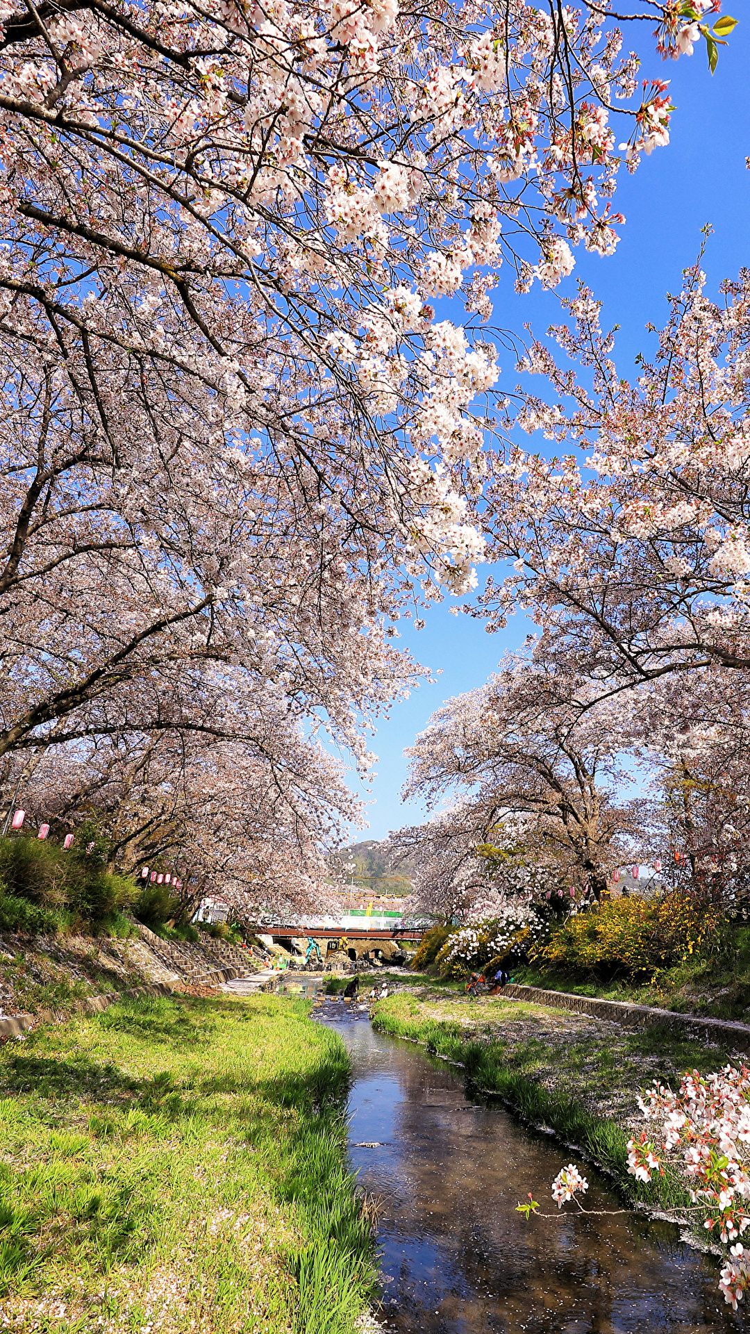 Picture Tokyo Japan Nature Spring Parks Flowering trees 1080x1920
