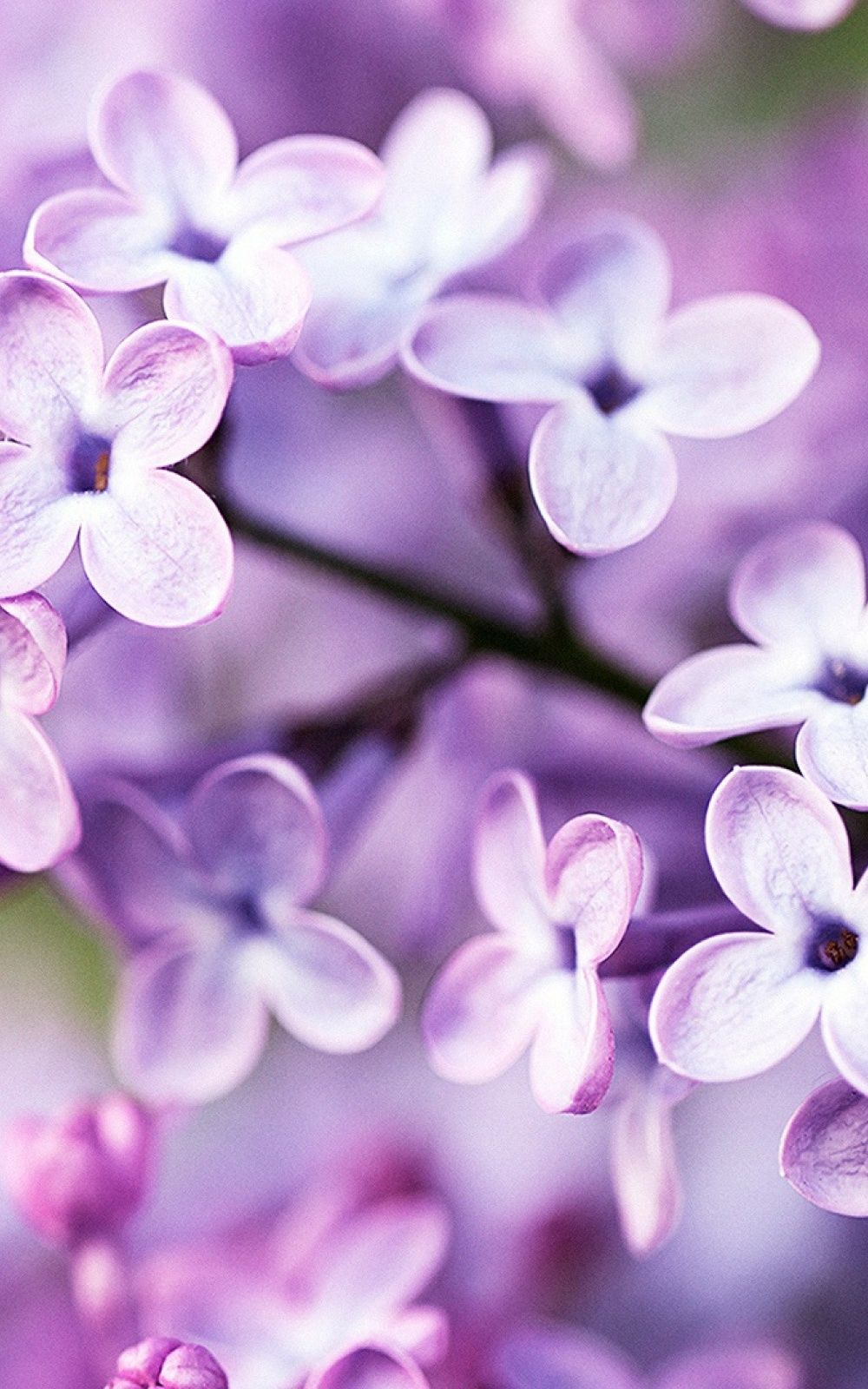Spring Purple Flowers Mobile Wallpaper