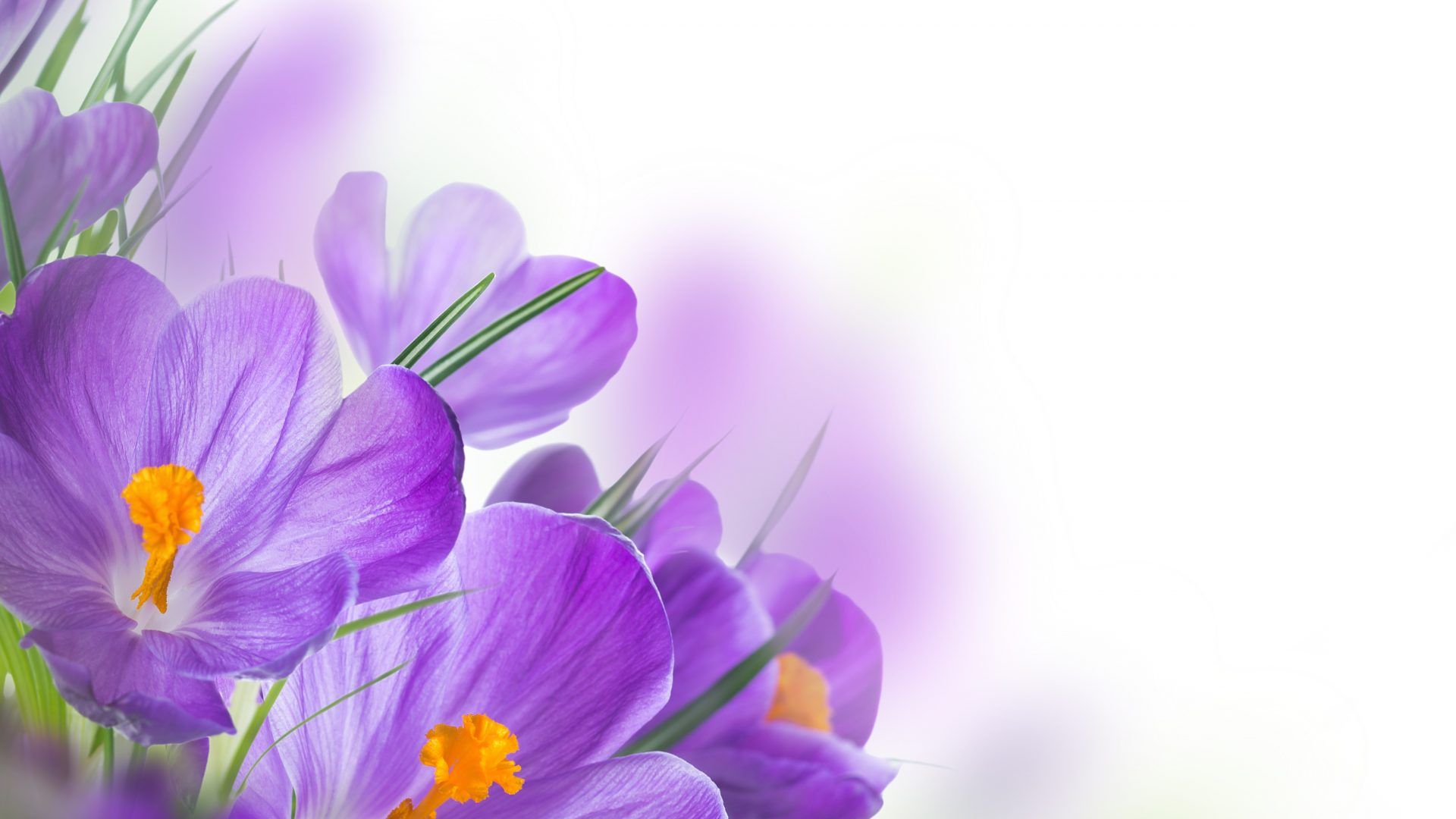 Purple Spring Flowers Wallpaper Free Is 4k Wallpaper