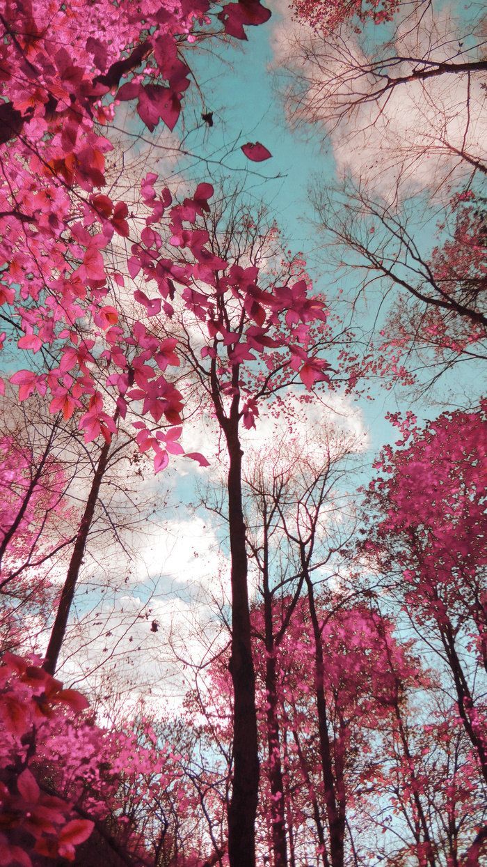Dreamy Landscape, Pink Blue Trees, Surreal Nature Photo, Infrared