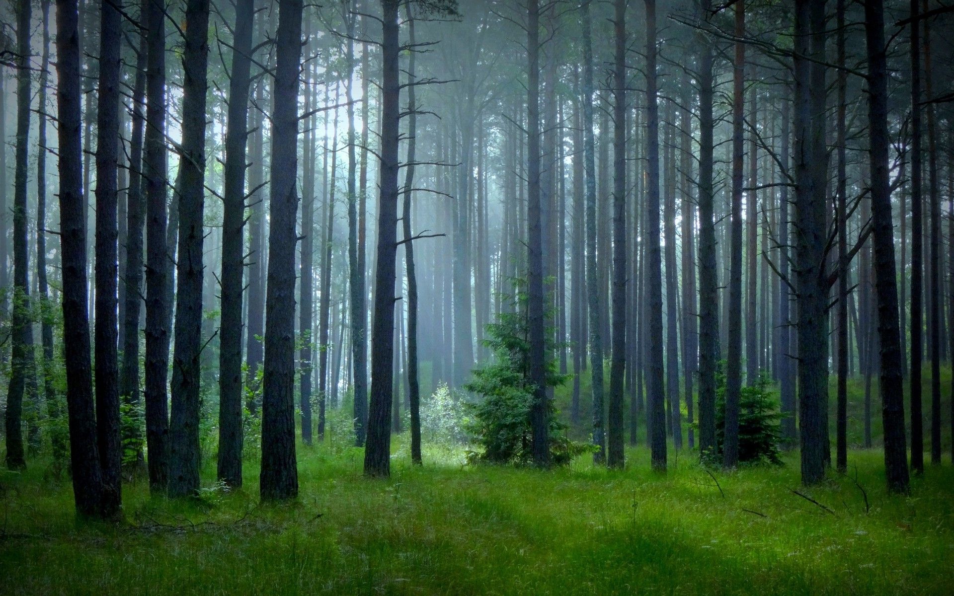 nature, Landscape, Mist, Forest, Grass, Sunrise, Trees, Spring, Green Wallpaper HD / Desktop and Mobile Background