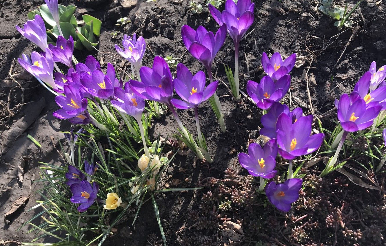 Wallpaper Flowers, Nature, Spring, Purple, Crocuses image
