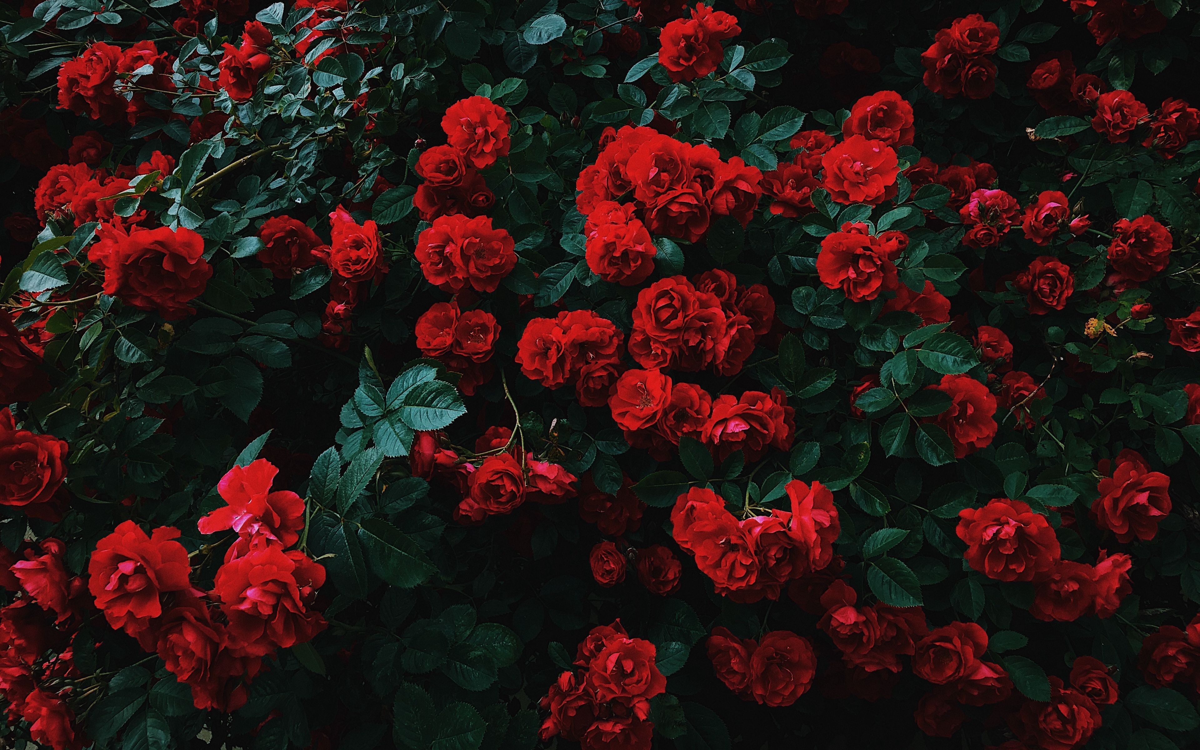 Download wallpaper 3840x2400 roses, bush, bloom, garden, red