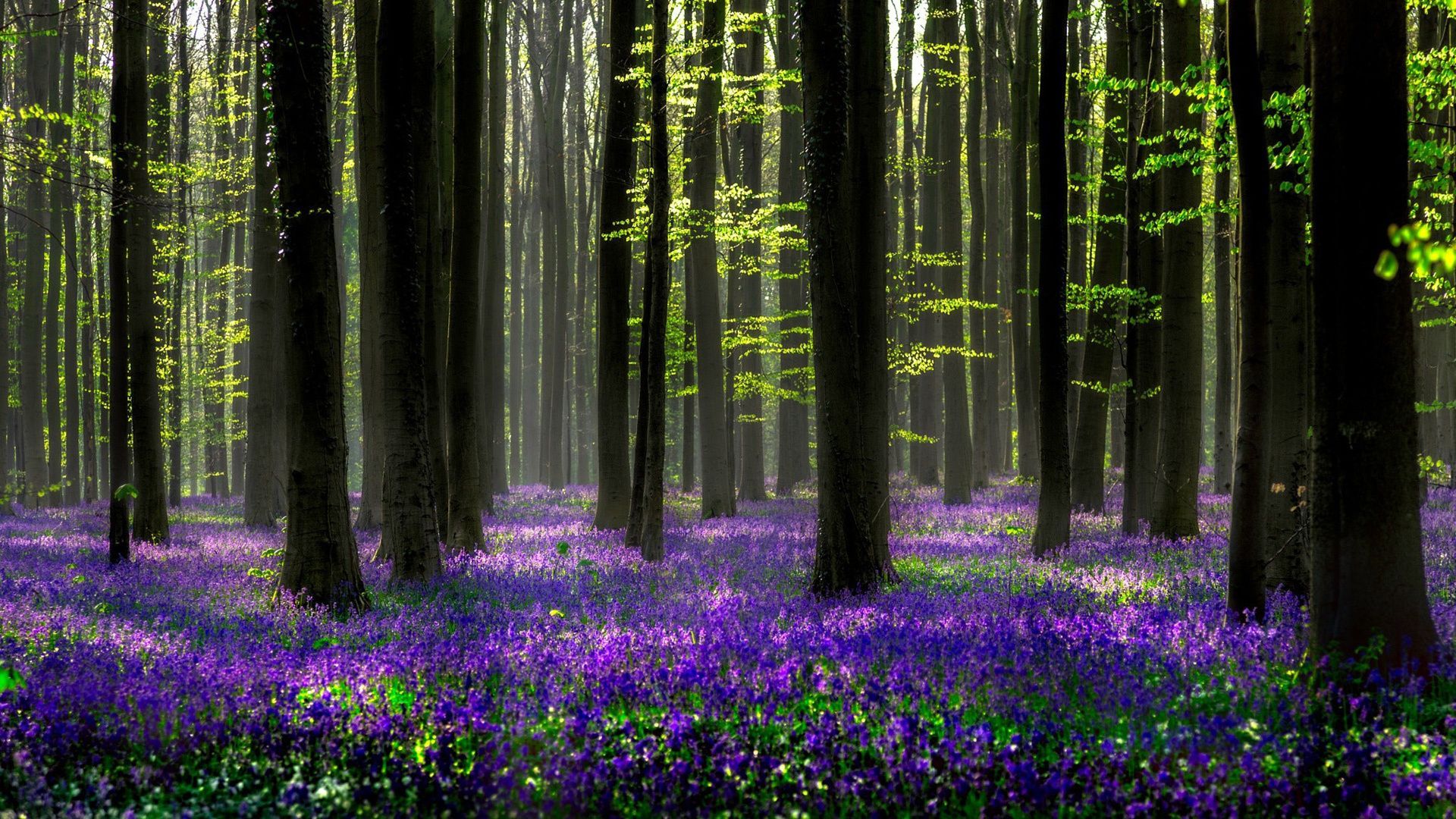 Spring Forest Wallpapers - Wallpaper Cave
