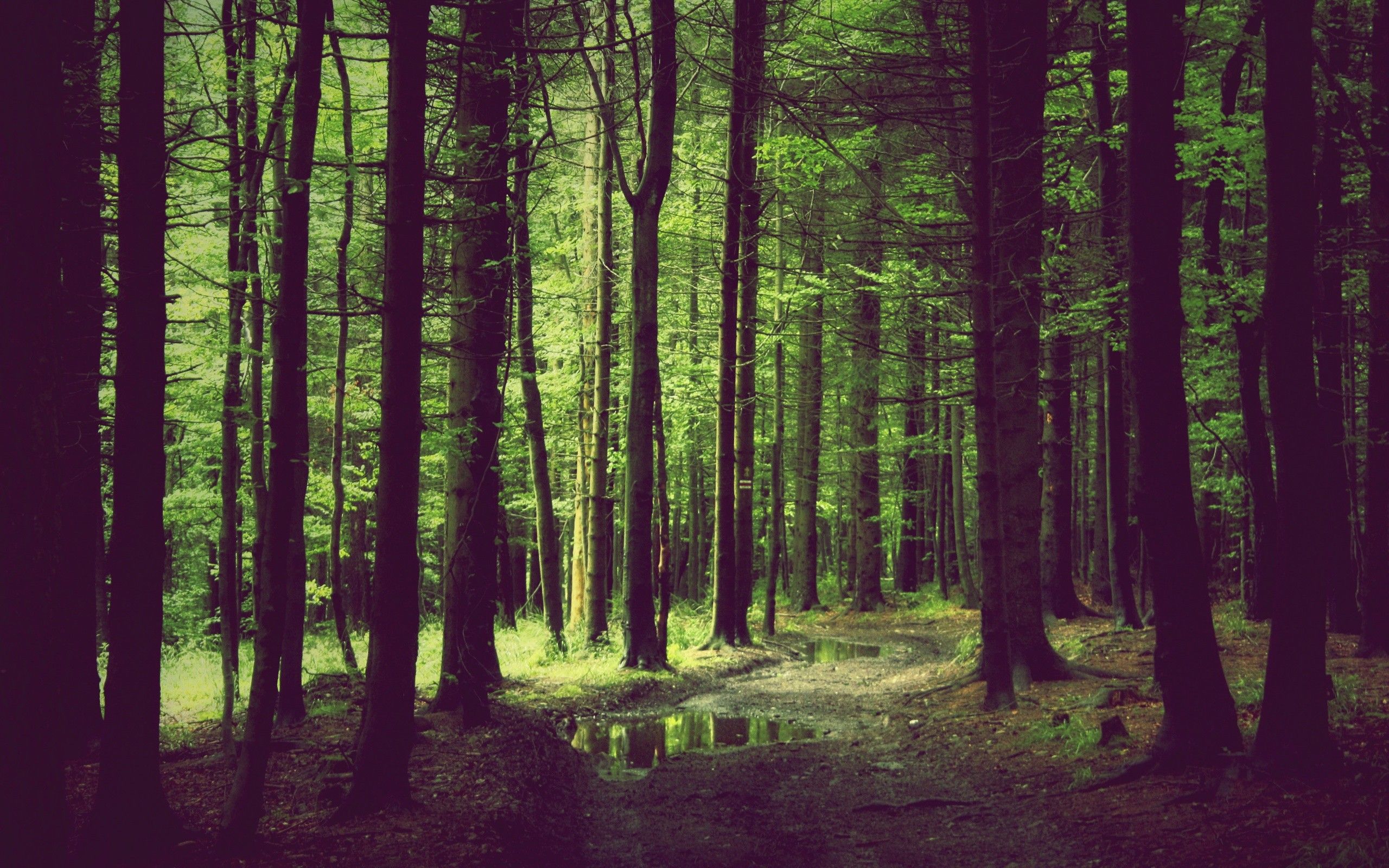 Spring Forest desktop PC and Mac wallpaper
