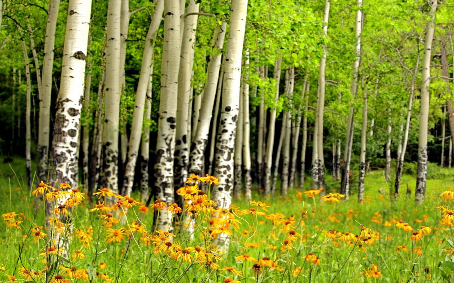 Birch Forest in Spring HD Wallpaper. Background Imagex1200