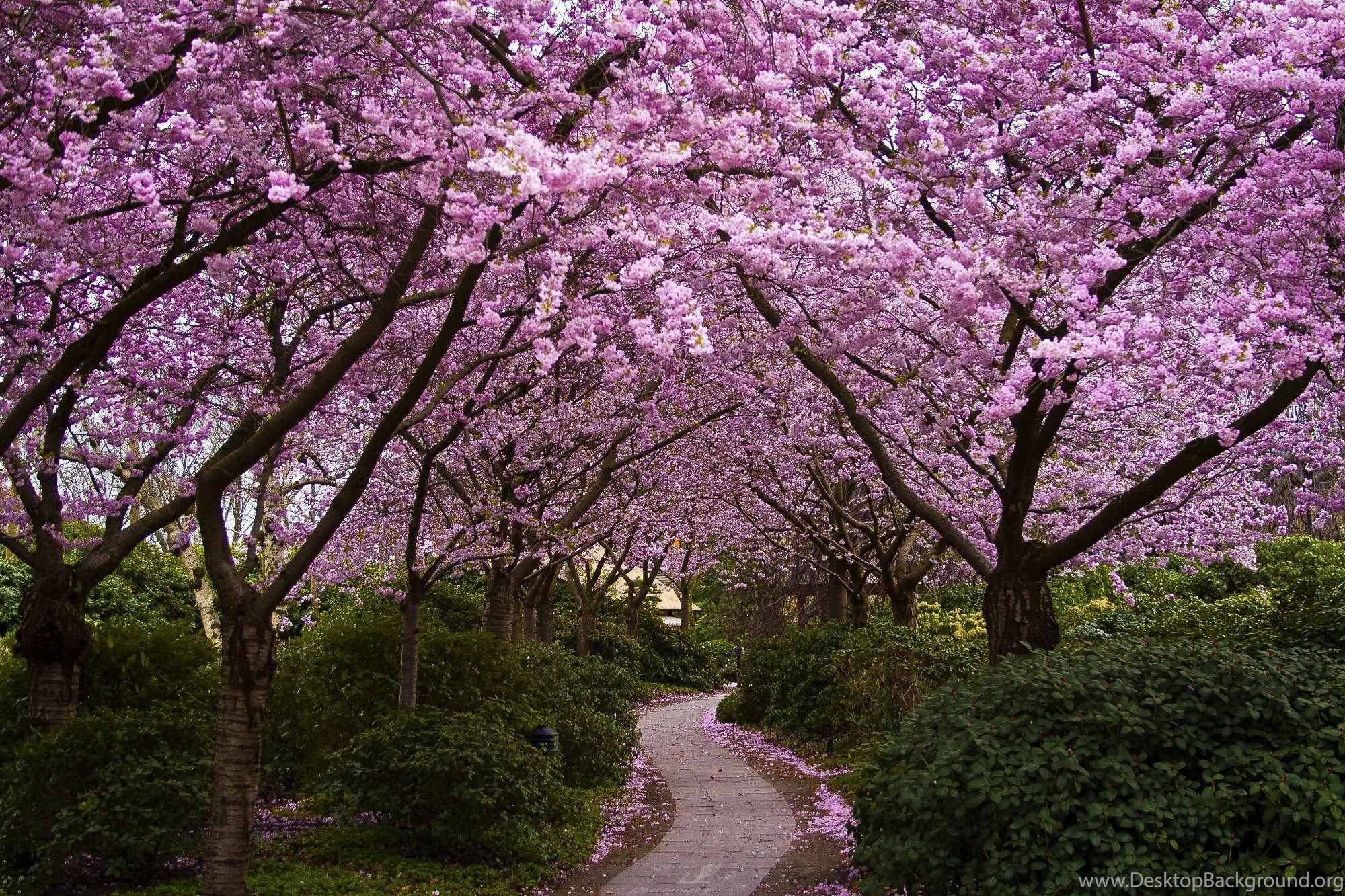 Spring Computer Wallpaper, Desktop Background Desktop Background