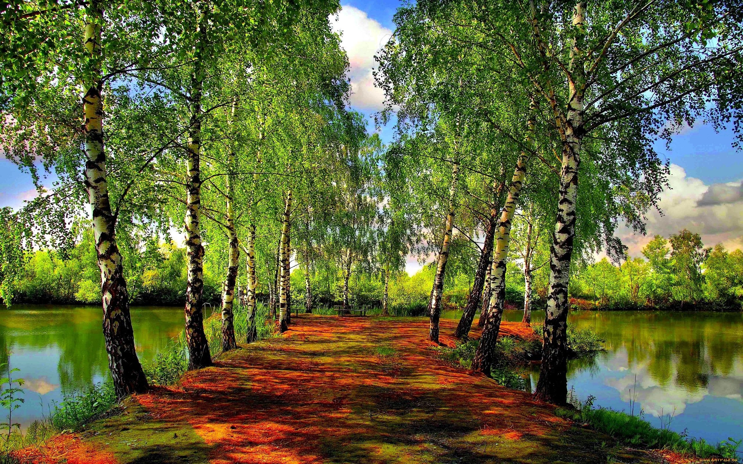 Beautiful Spring Forest wallpaperx1600