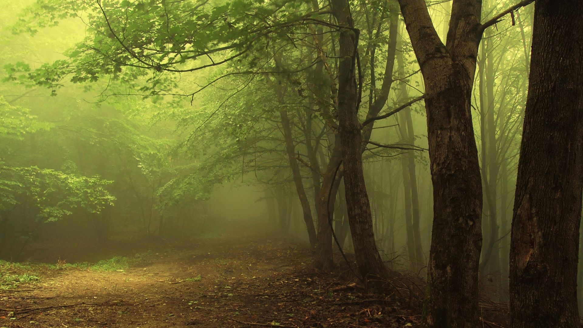 Foggy spring weather in the forest Desktop wallpaper 1920x1080