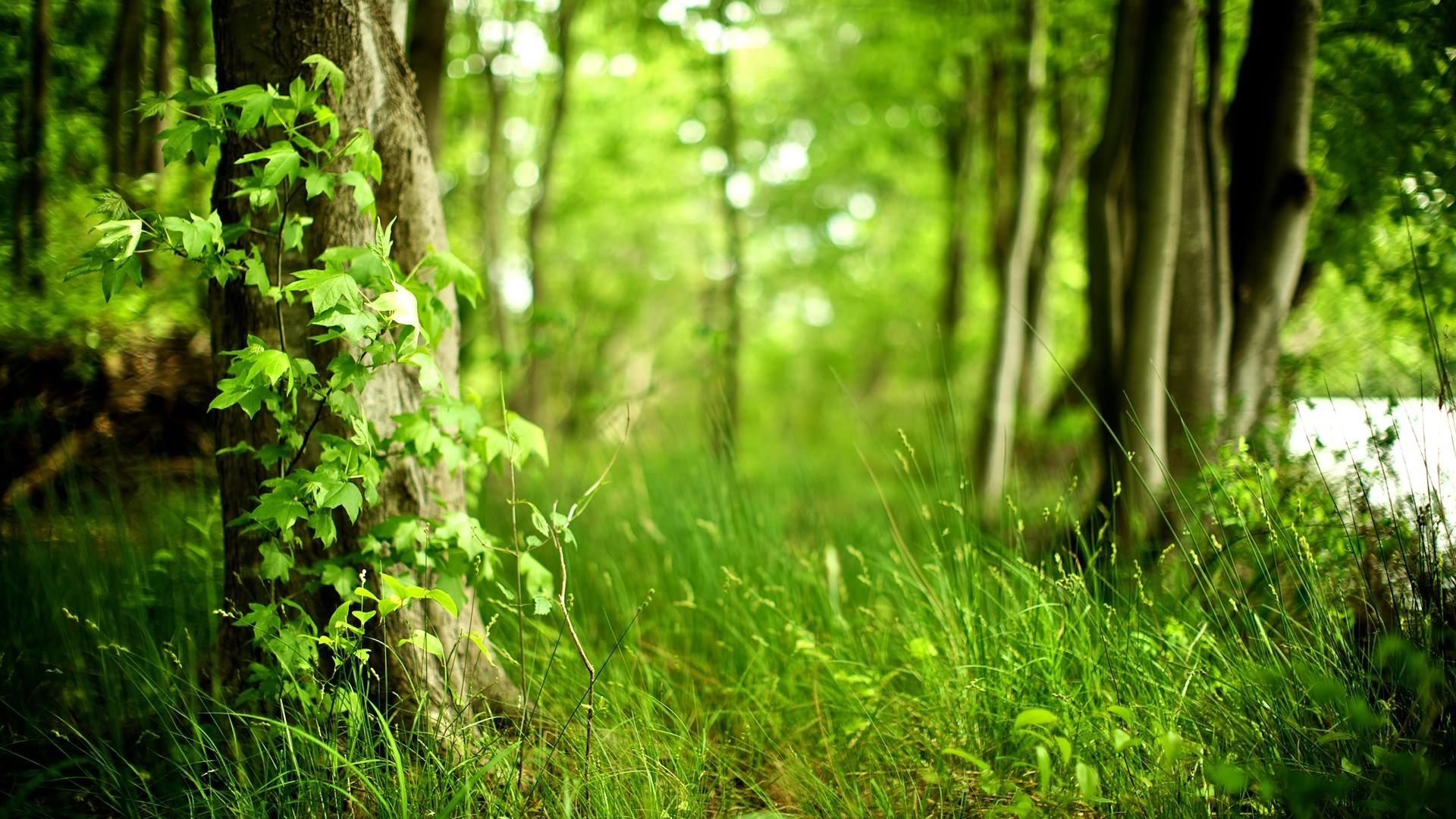 New Lovely Spring Forest Picture View Wallpaper