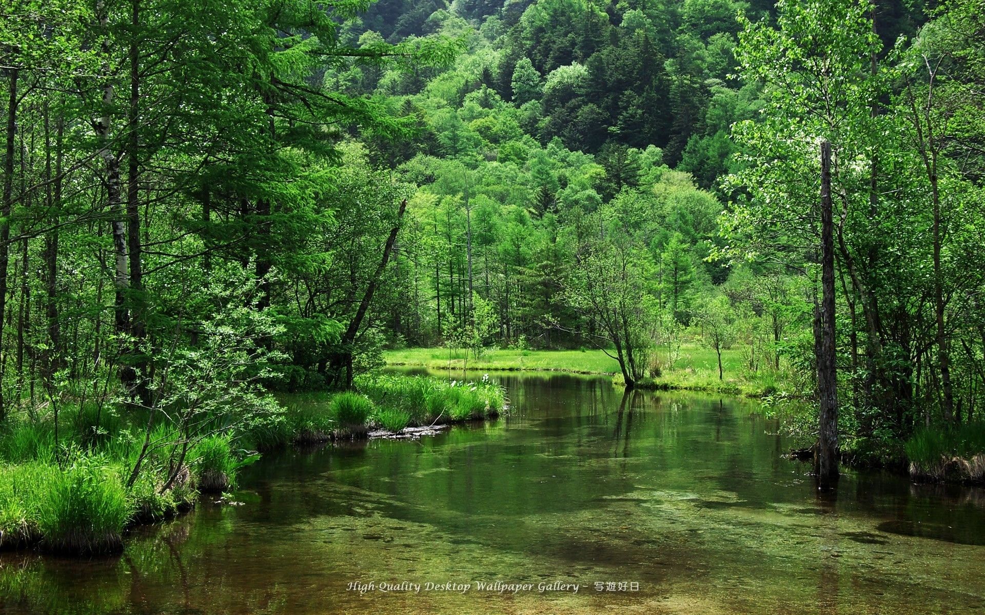 Nature landscapes rivers stream water banks shore trees forest