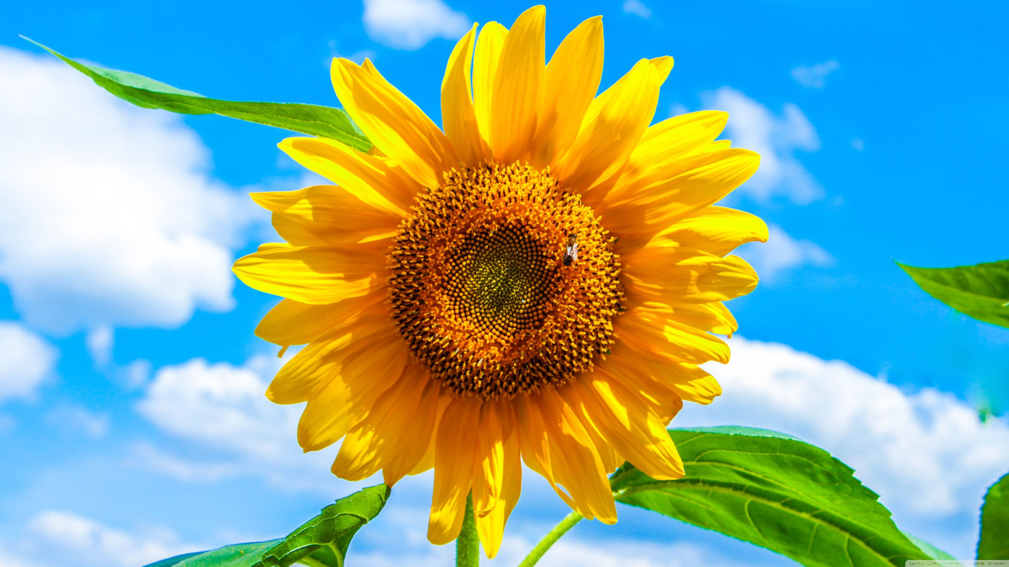 Sunflower Ultra HD Desktop Background Wallpaper for 4K UHD TV