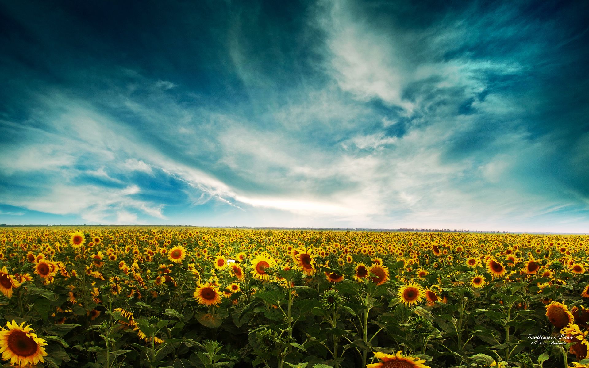 Field Of Sunflowers Wallpaper