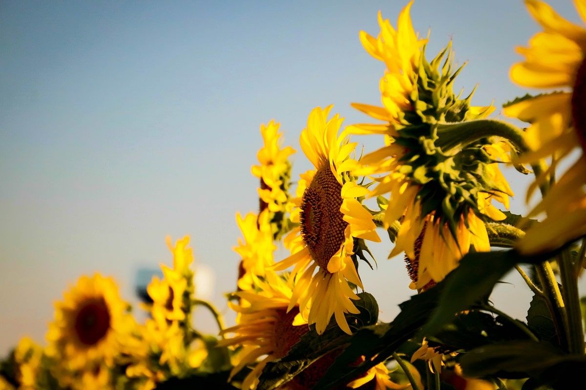 Wonderful Sunflower Wallpaper To Brighten Your Day