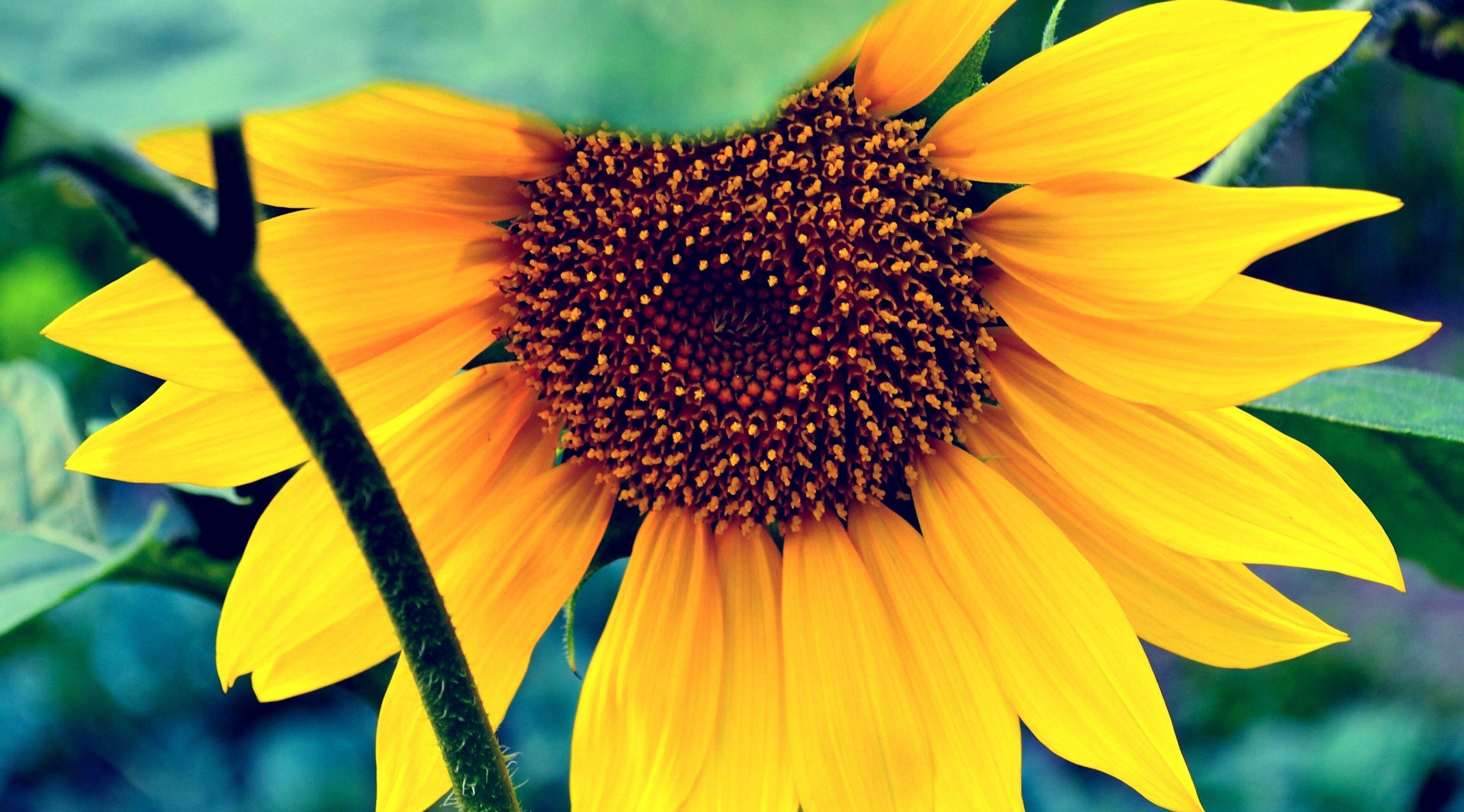sunflower 4k cool background picture. Cool background