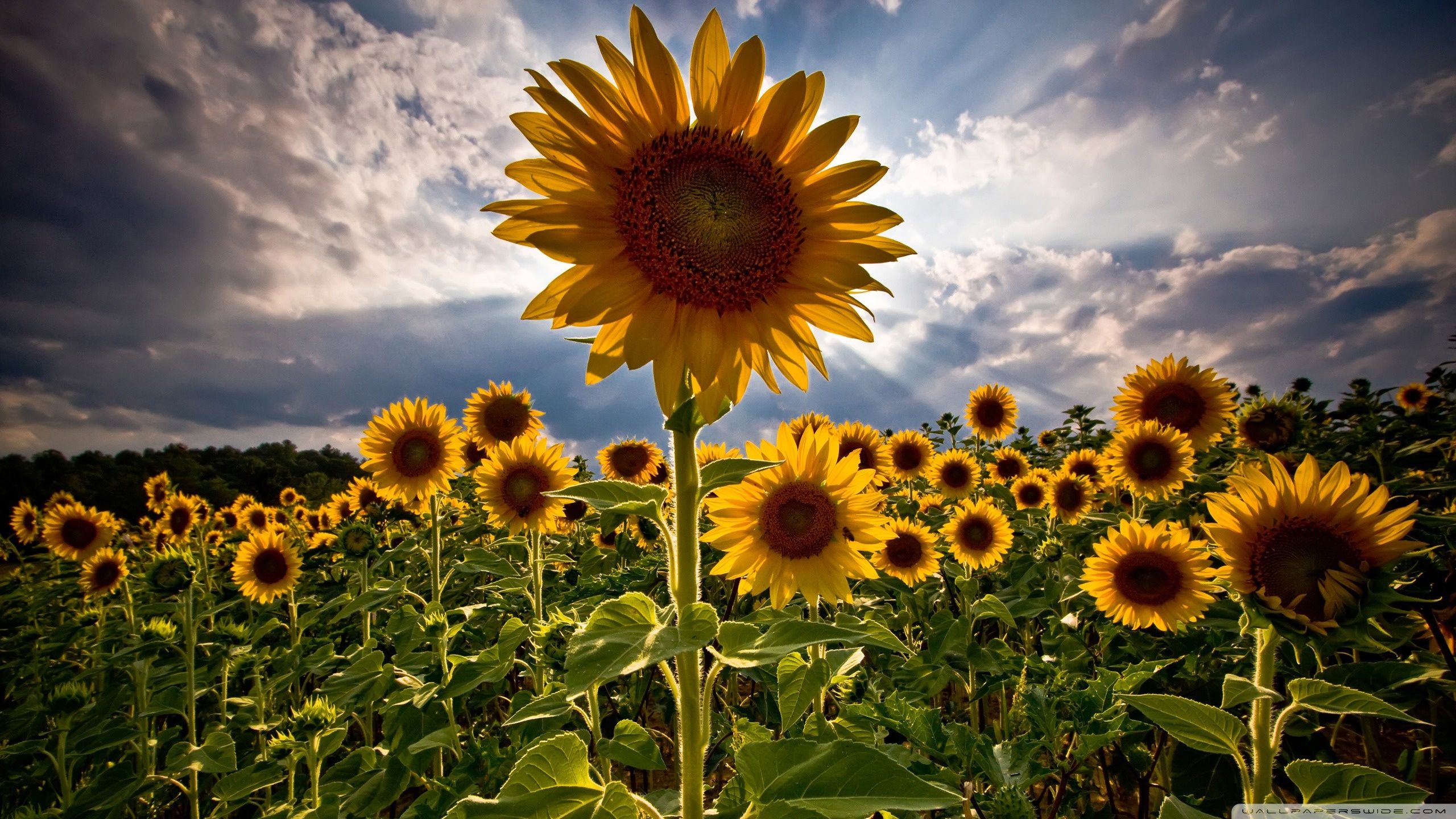 Sunflower HD Wallpaper For Android