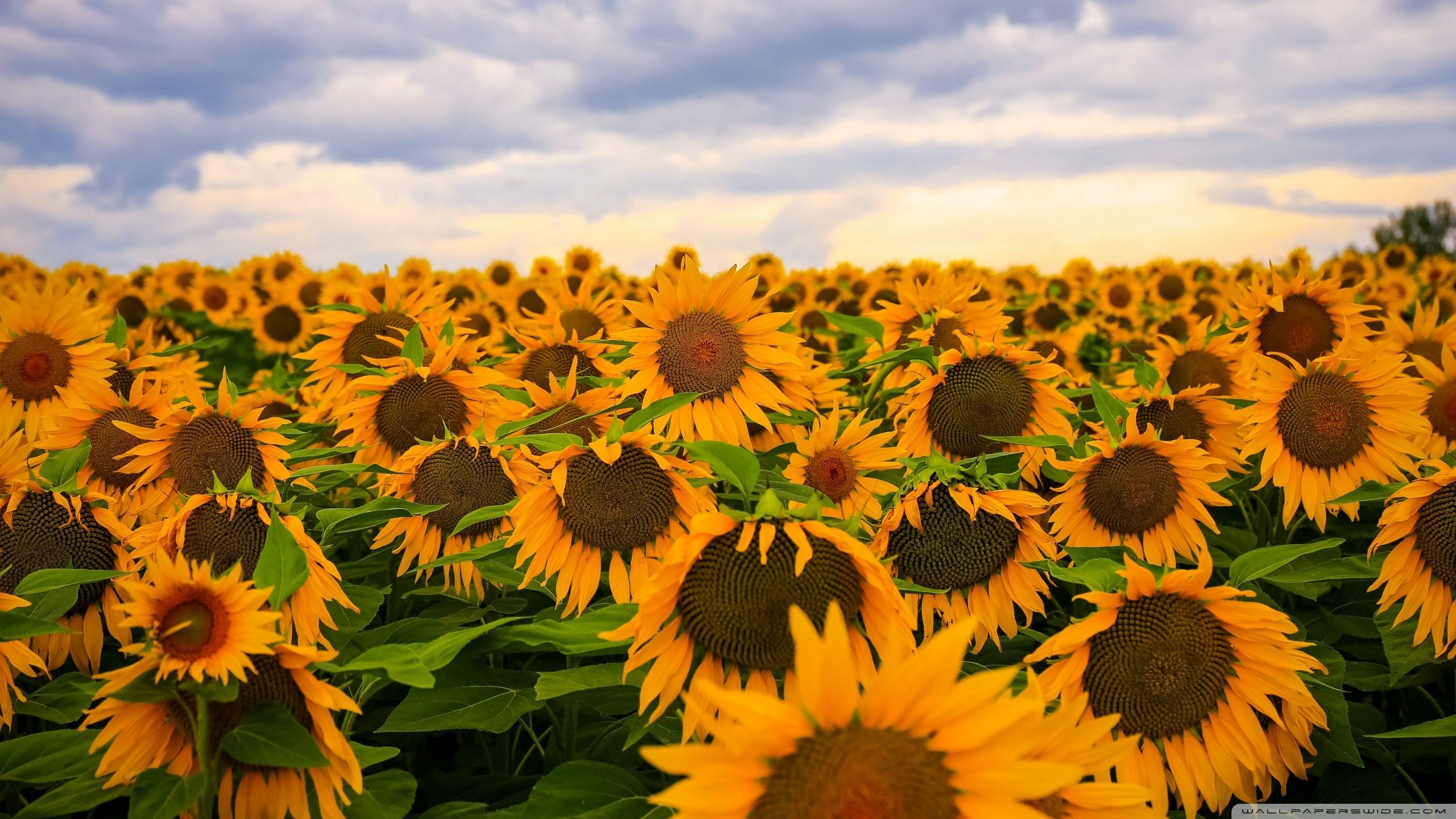 Sunflower Field Clouds Sky 4k HD Desktop Wallpaper HD