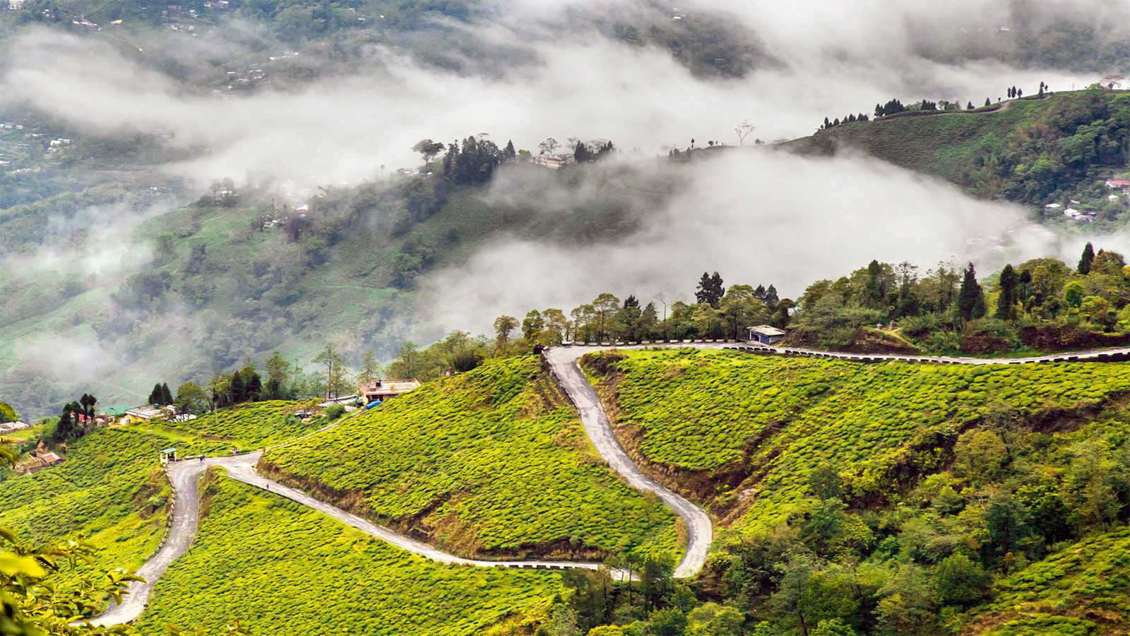 Why Darjeeling Isn't Everyone's Cup Of Tea Of Flowers