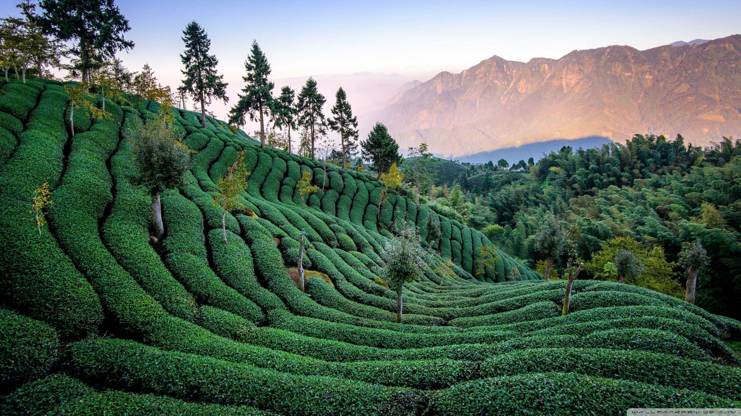 Darjeeling Wallpapers Wallpaper Cave