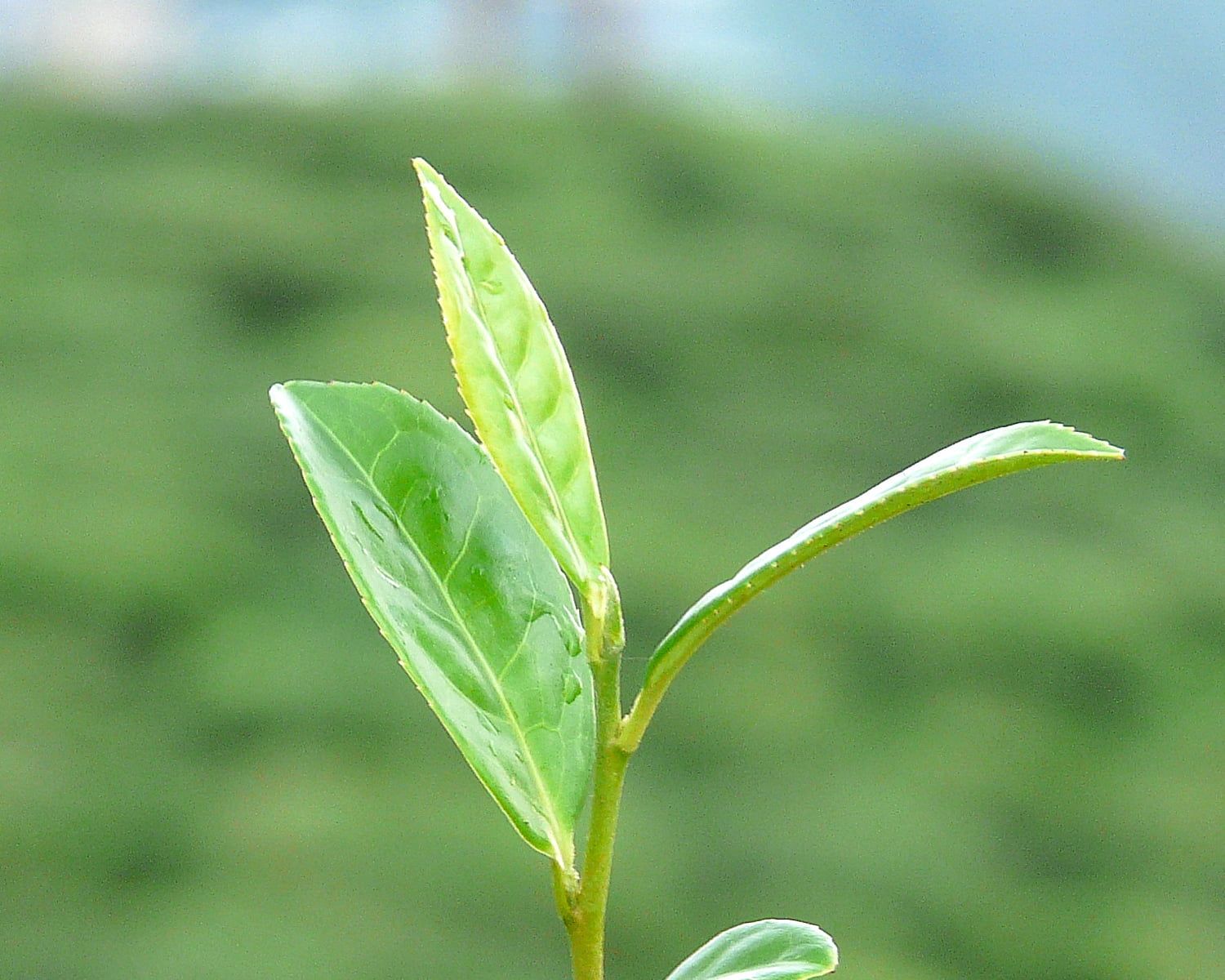 фото листьев чая