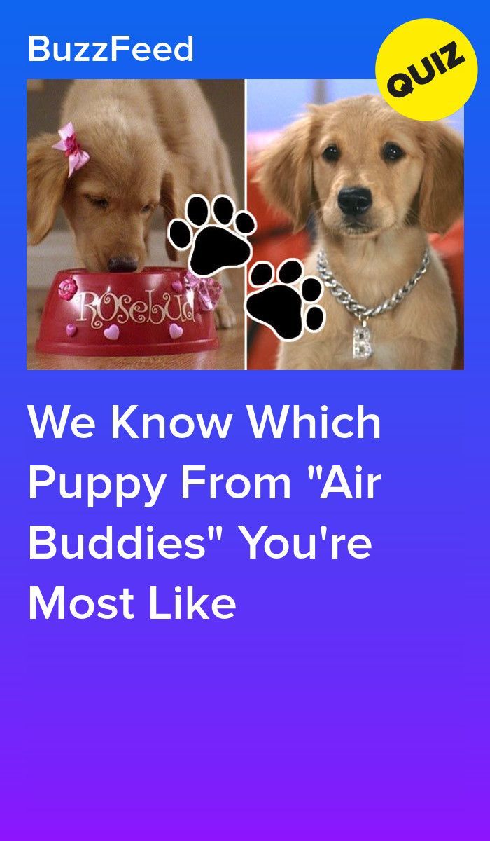 Which Puppy From Air Buddies Are You Most Like?. Puppies, Pup