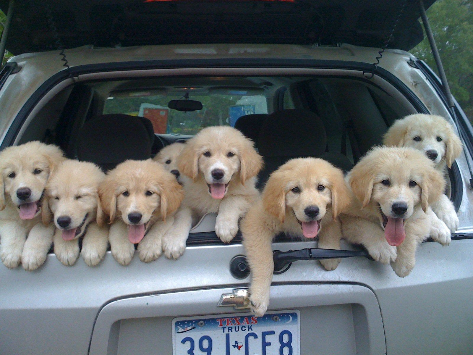 puppies being adorable and hanging out the back of my car