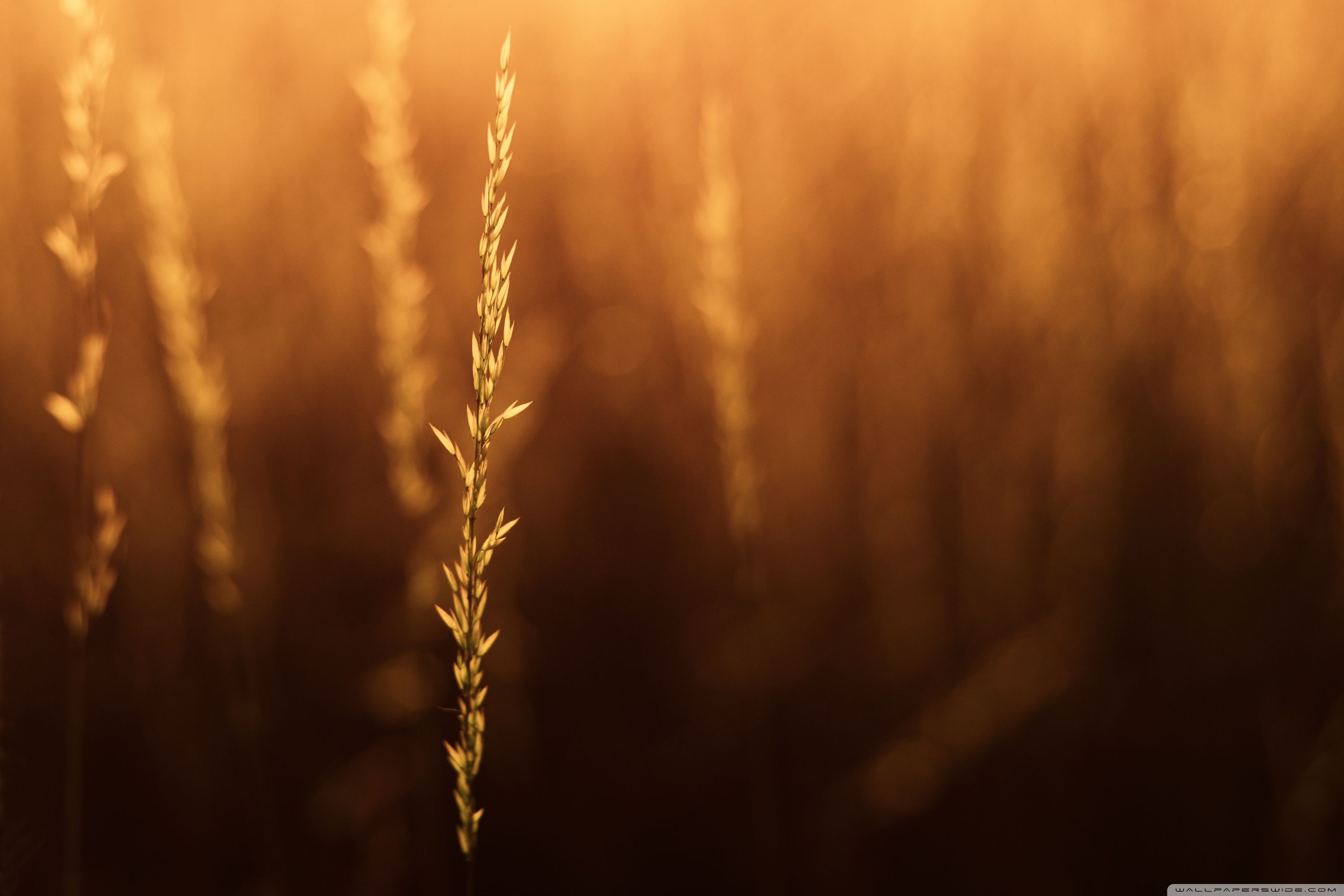 Seed Wallpapers - Wallpaper Cave