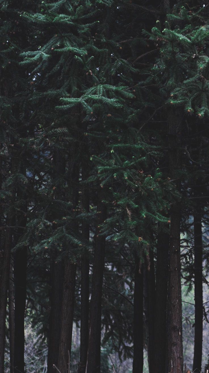 Adventurous Forest & Mountain iPhone 7 Wallpaper. Nature