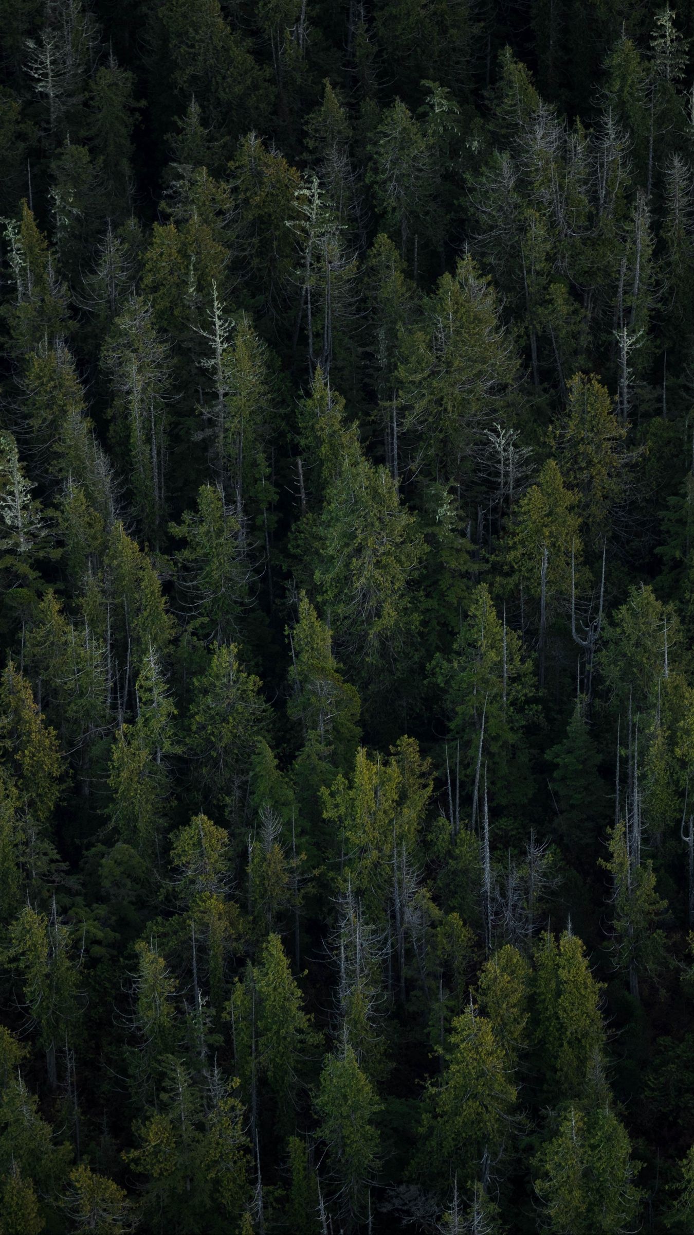 Download wallpaper 1350x2400 trees, top view, forest iphone 8+