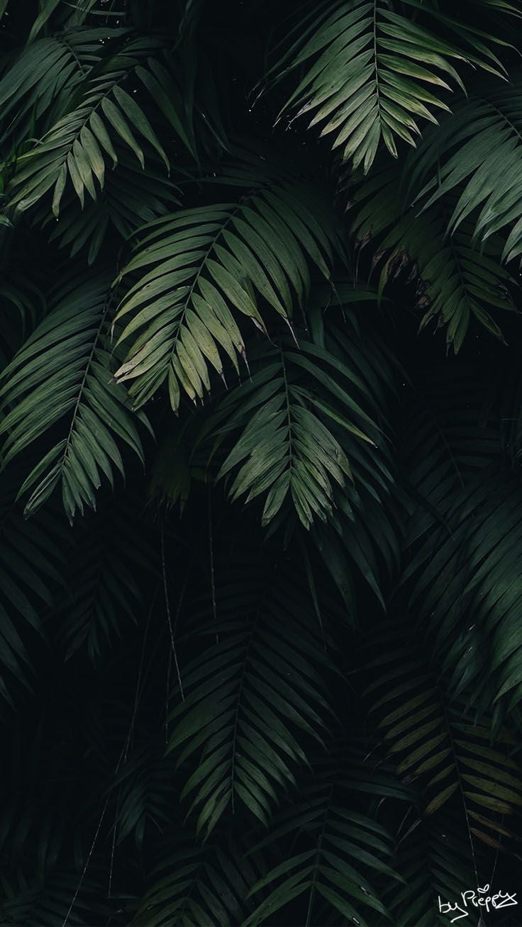 10 Tropical Jungle iPhone X Wallpapers