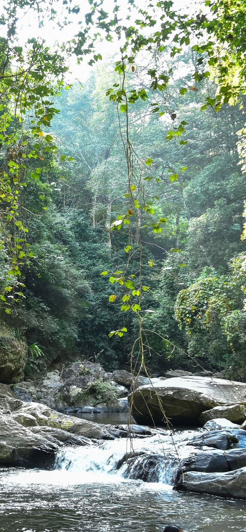 Jungle, trees, creek, rocks 828x1792 iPhone 11/XR wallpapers
