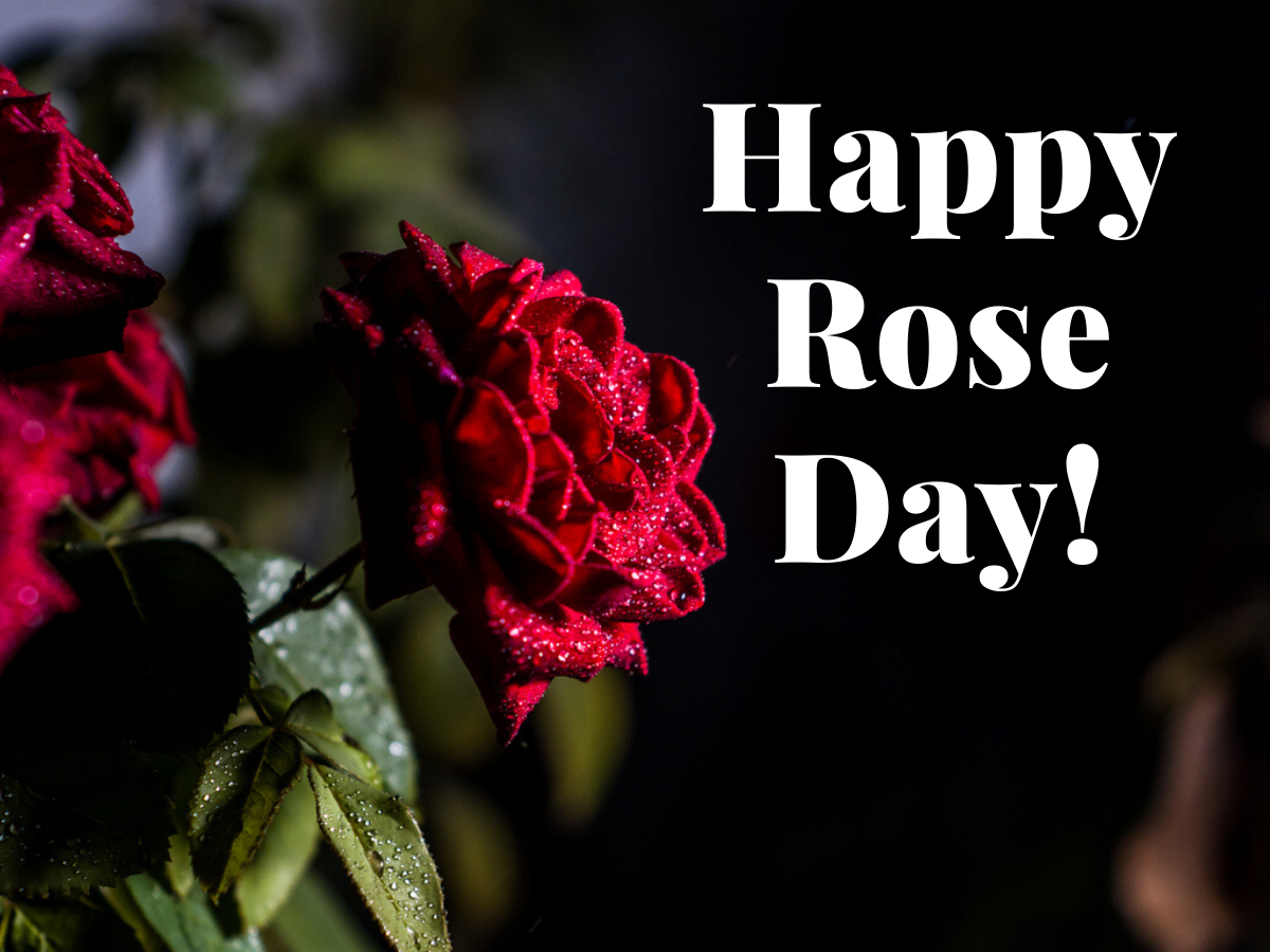 Happy Rose Day 2020: Image, Quotes, Wishes, Greetings, Messages, Cards, Picture, GIFs and Wallpaper of India