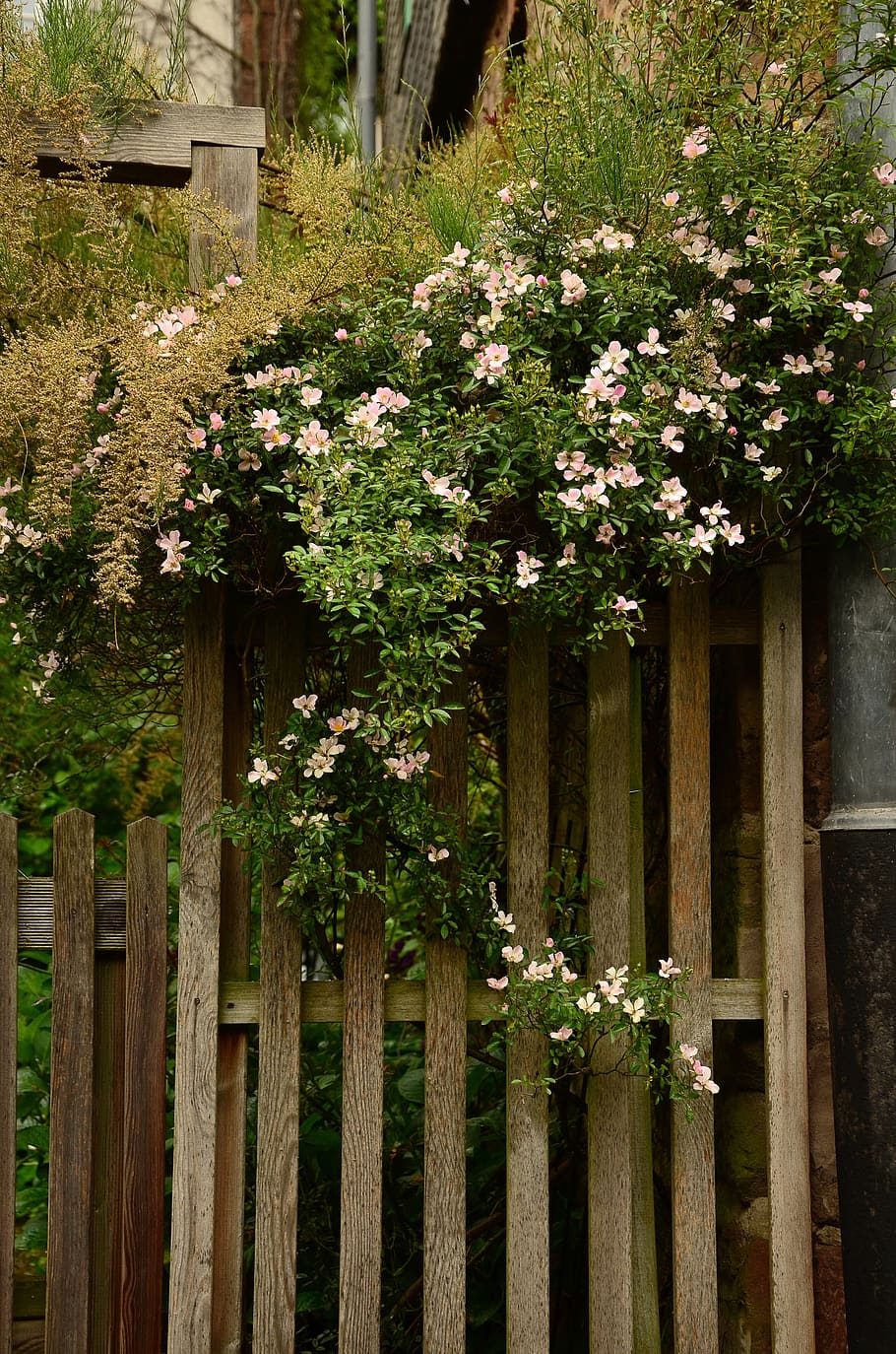 HD wallpaper: garden, garden fence, heck roses, overgrown, paling